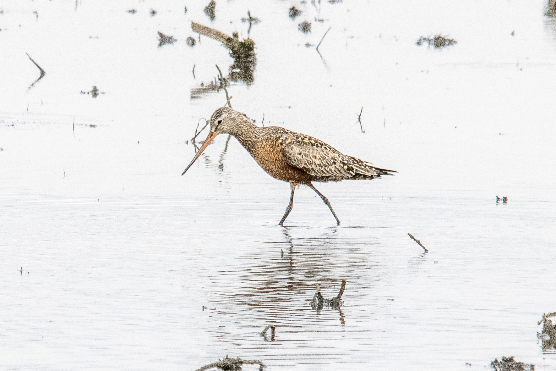 Hudsonian Godwit