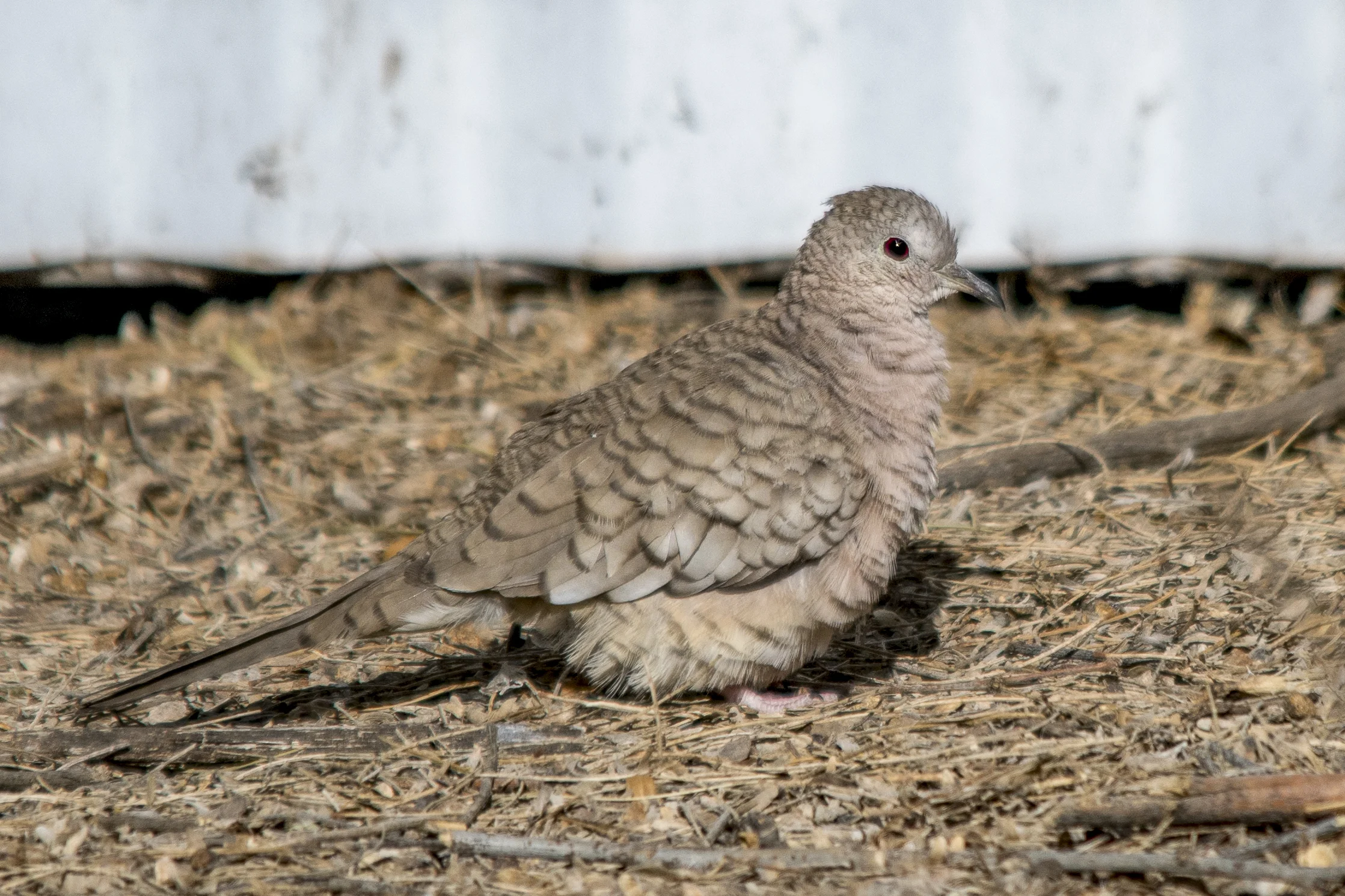 Inca Dove