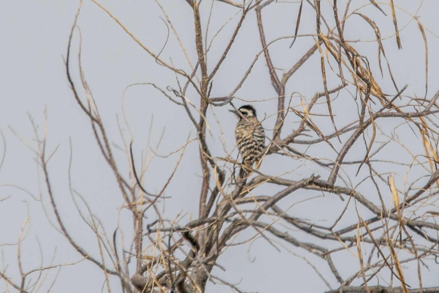 Ladder-backed Woodpecker