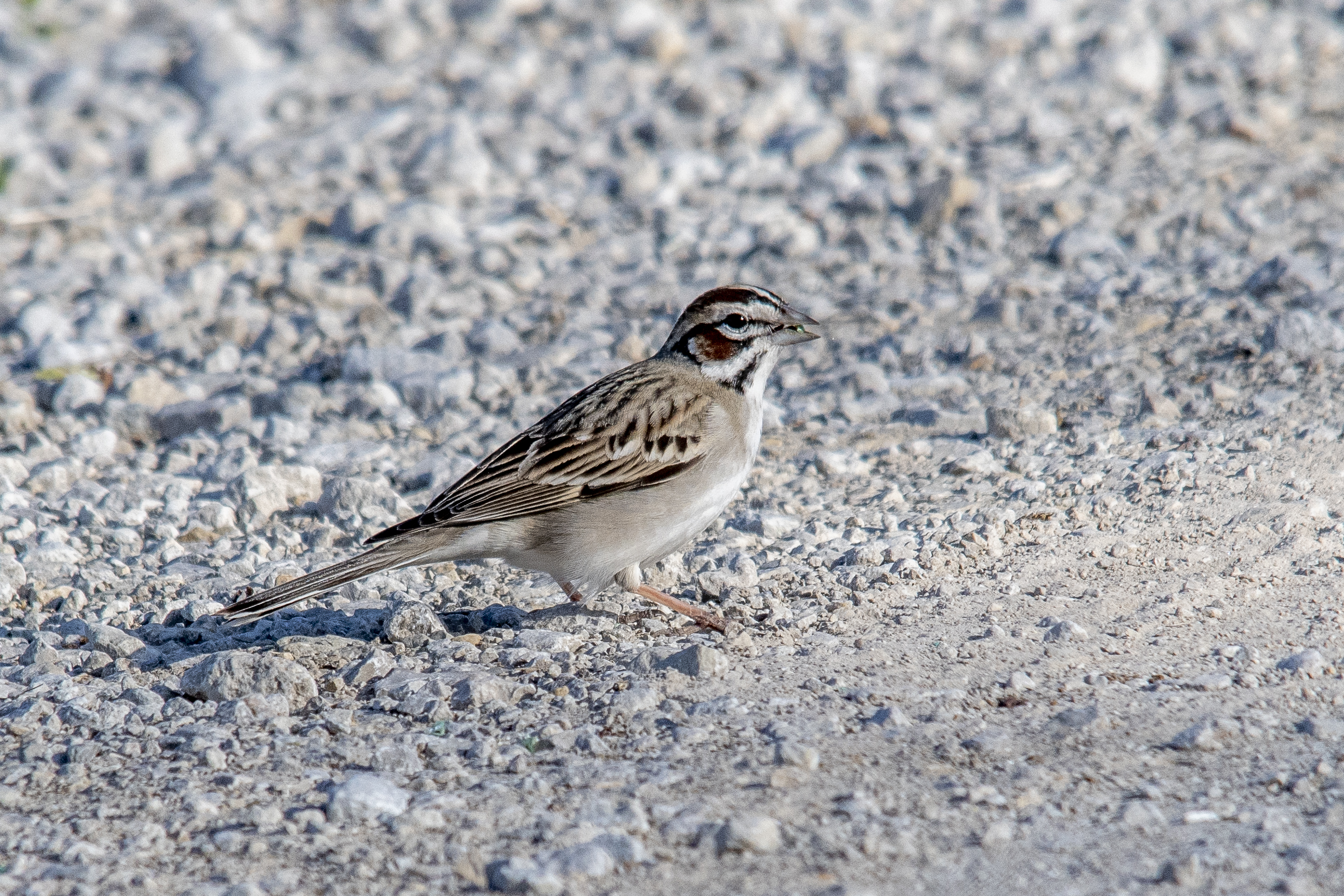 Lark Sparrow