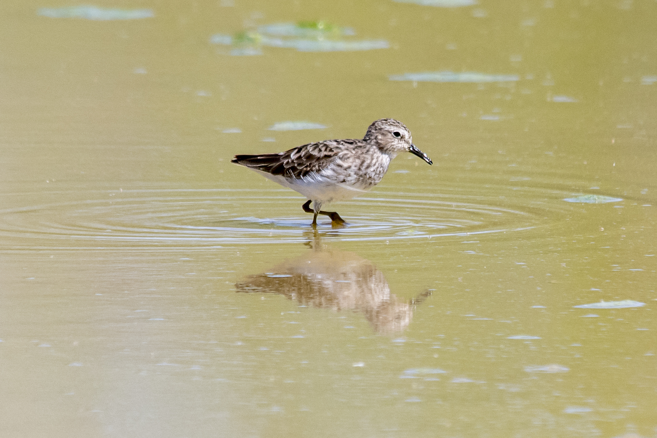 Least Sandpiper
