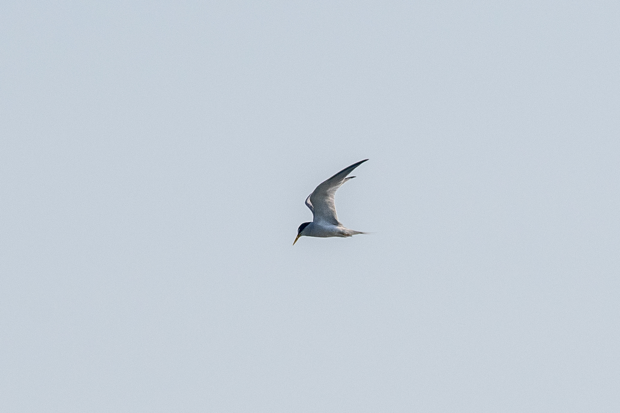 Least Tern