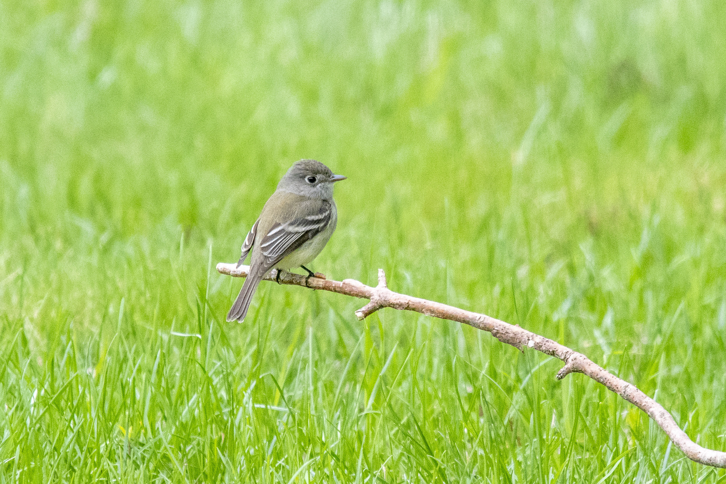 Least Flycatcher