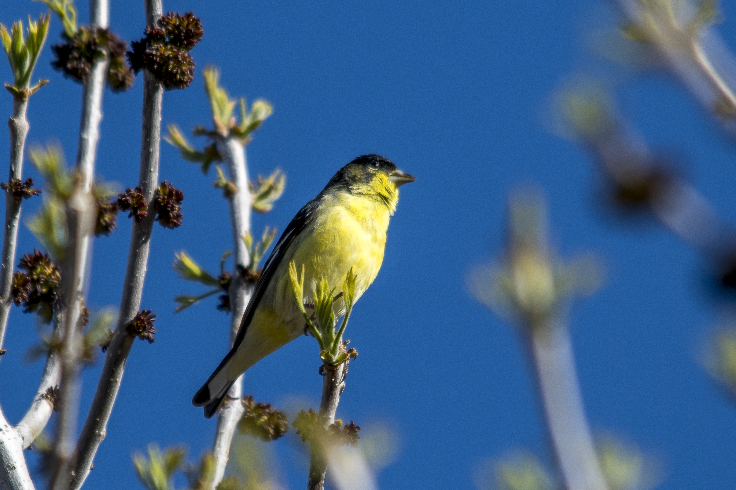 Lesser Goldfinch