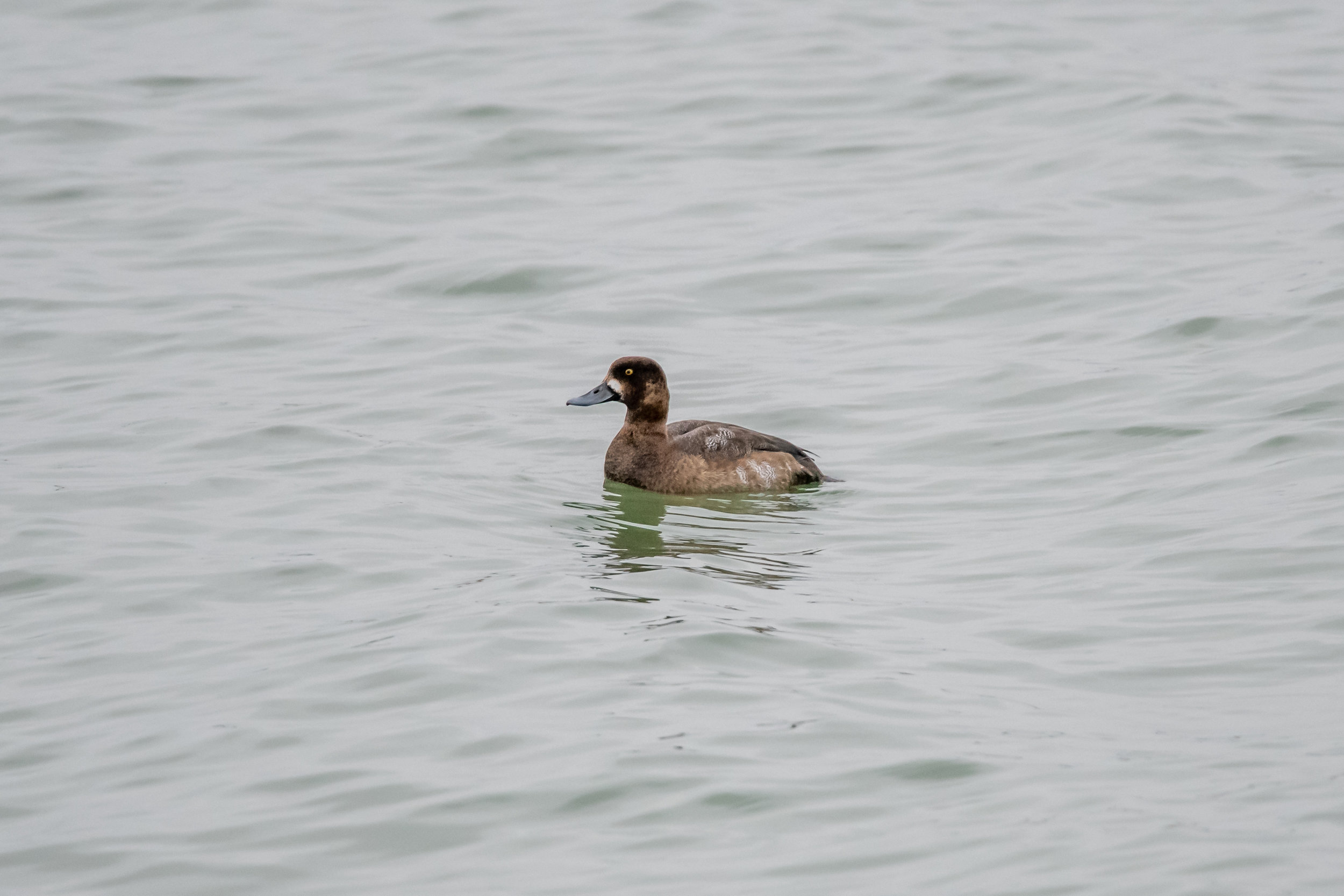 Lesser Scaup
