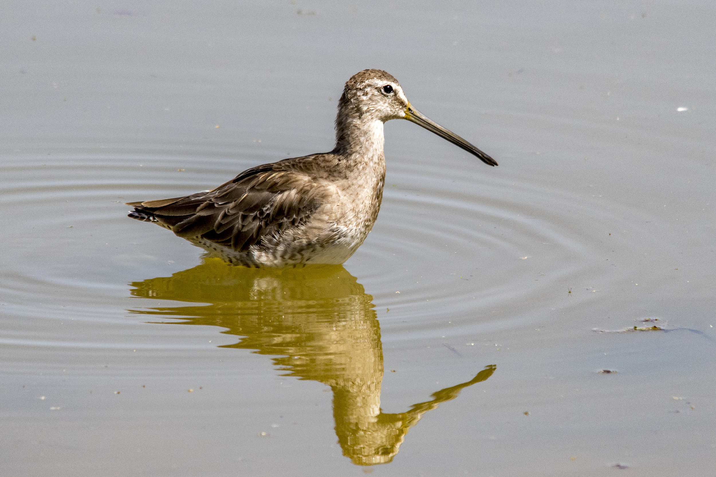 Long-billed Dowitcher