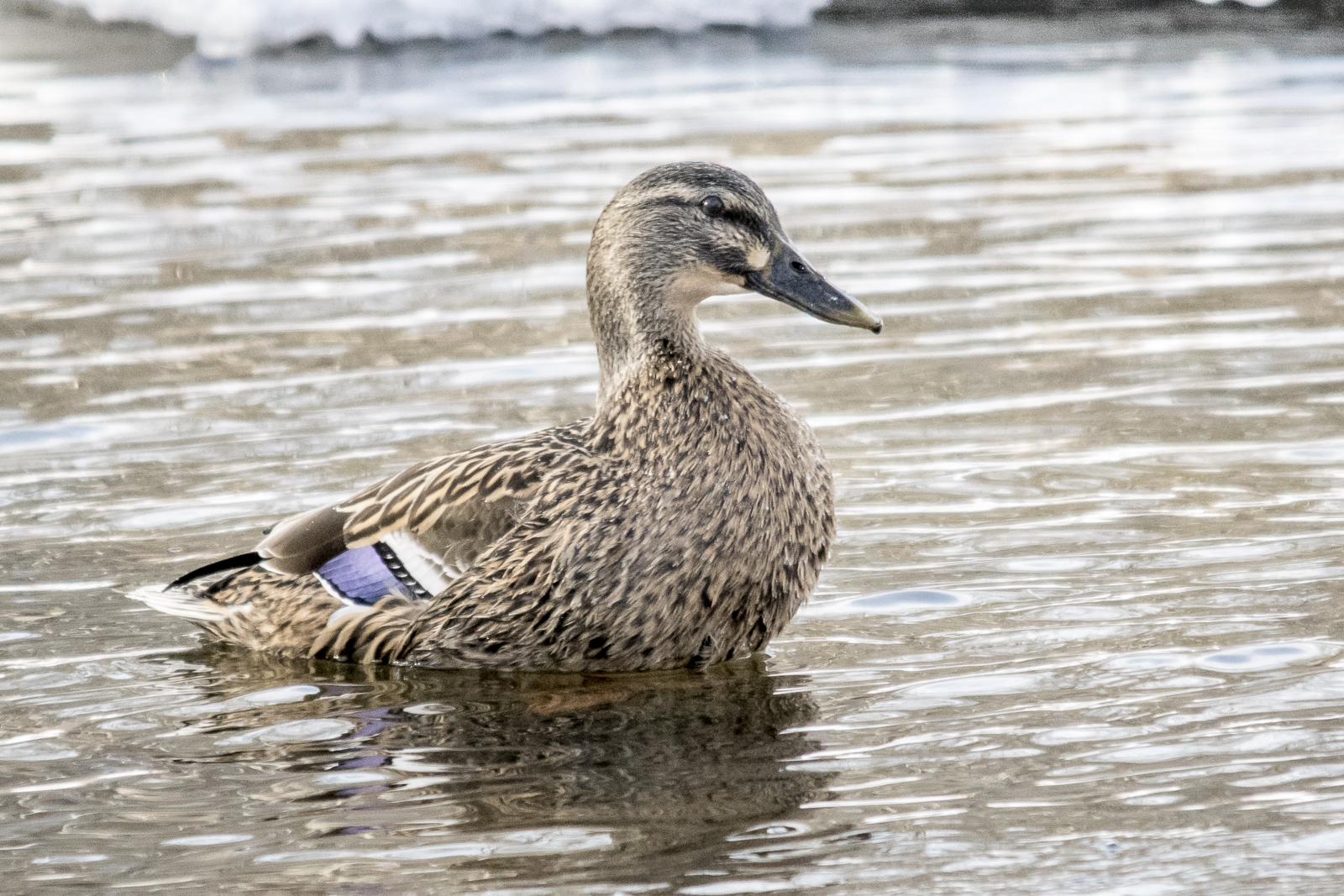 Mallard