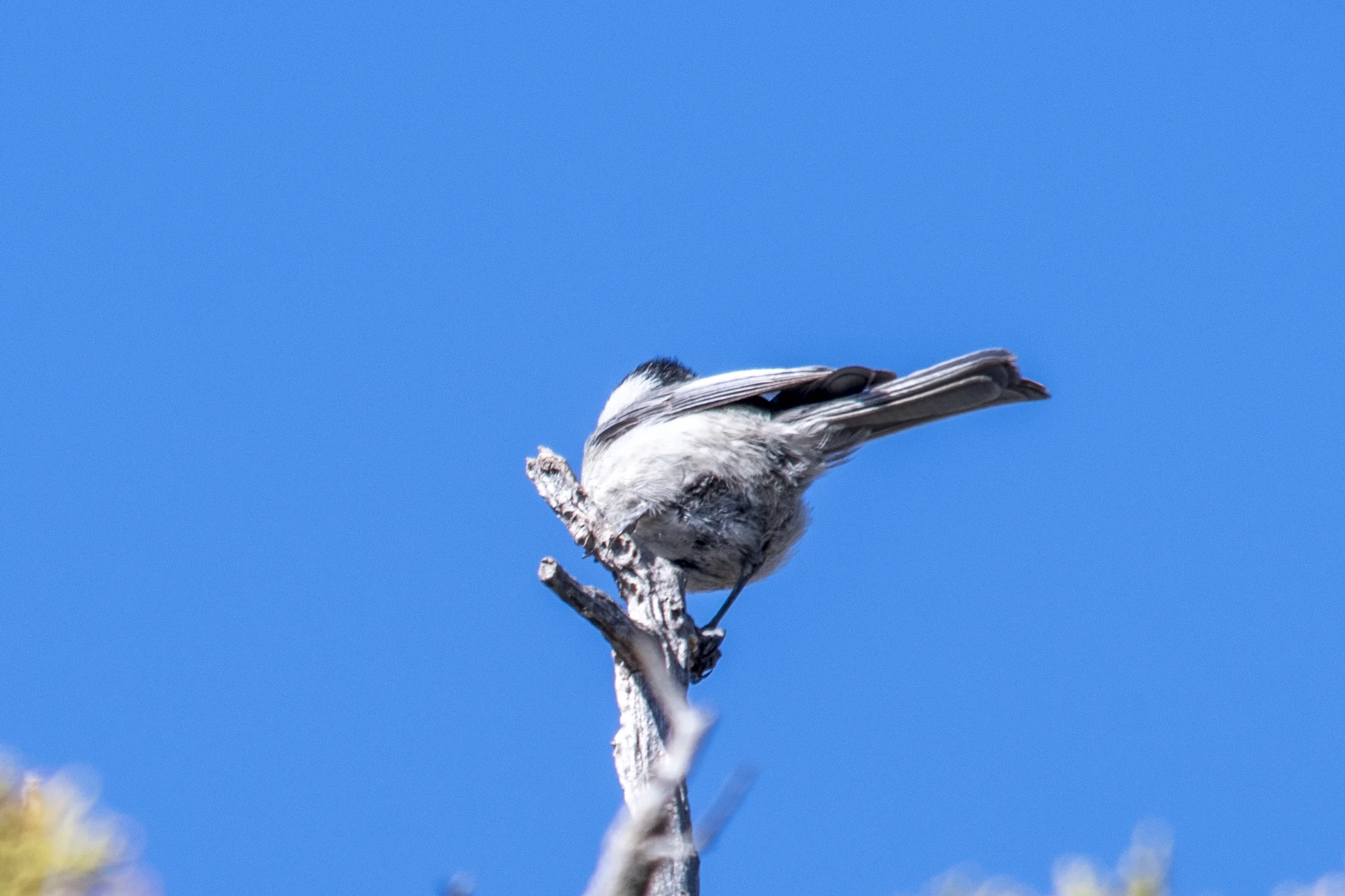 Mountain Chickadee