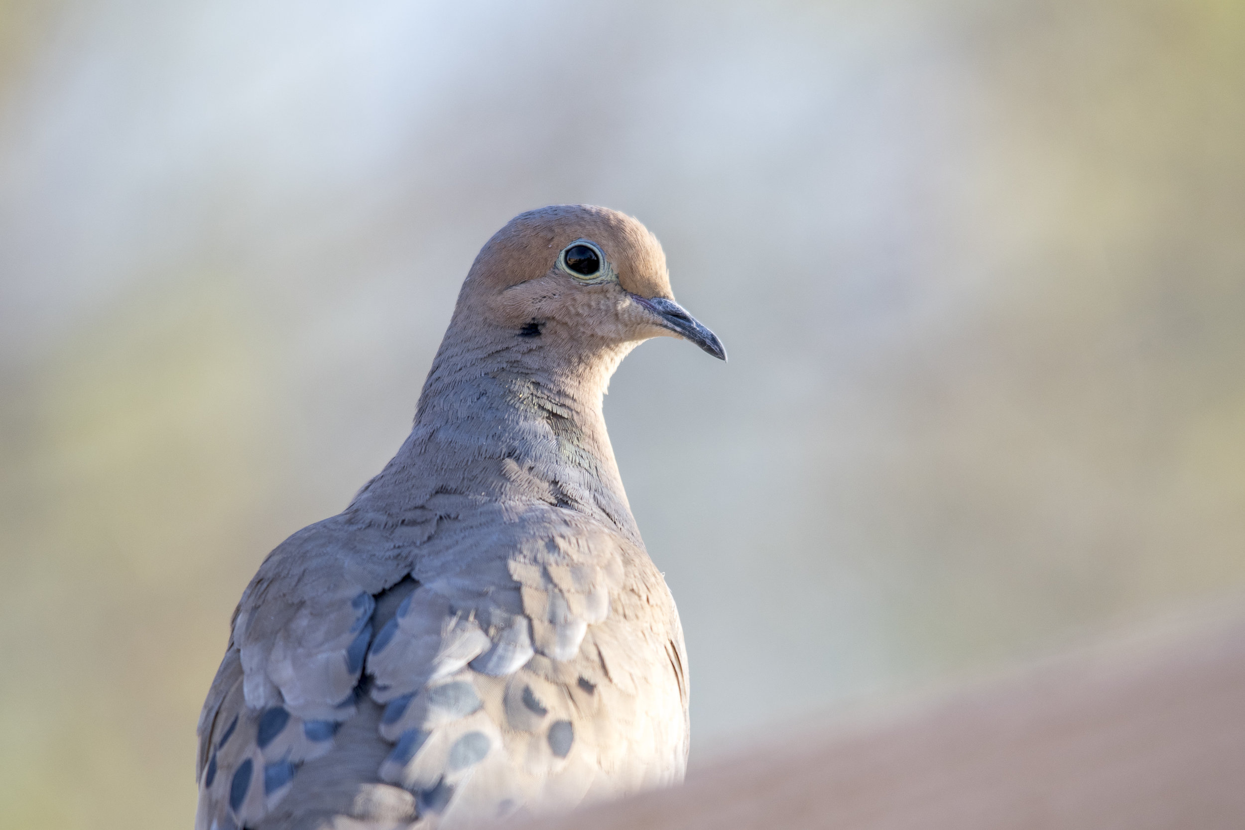 Mourning Dove