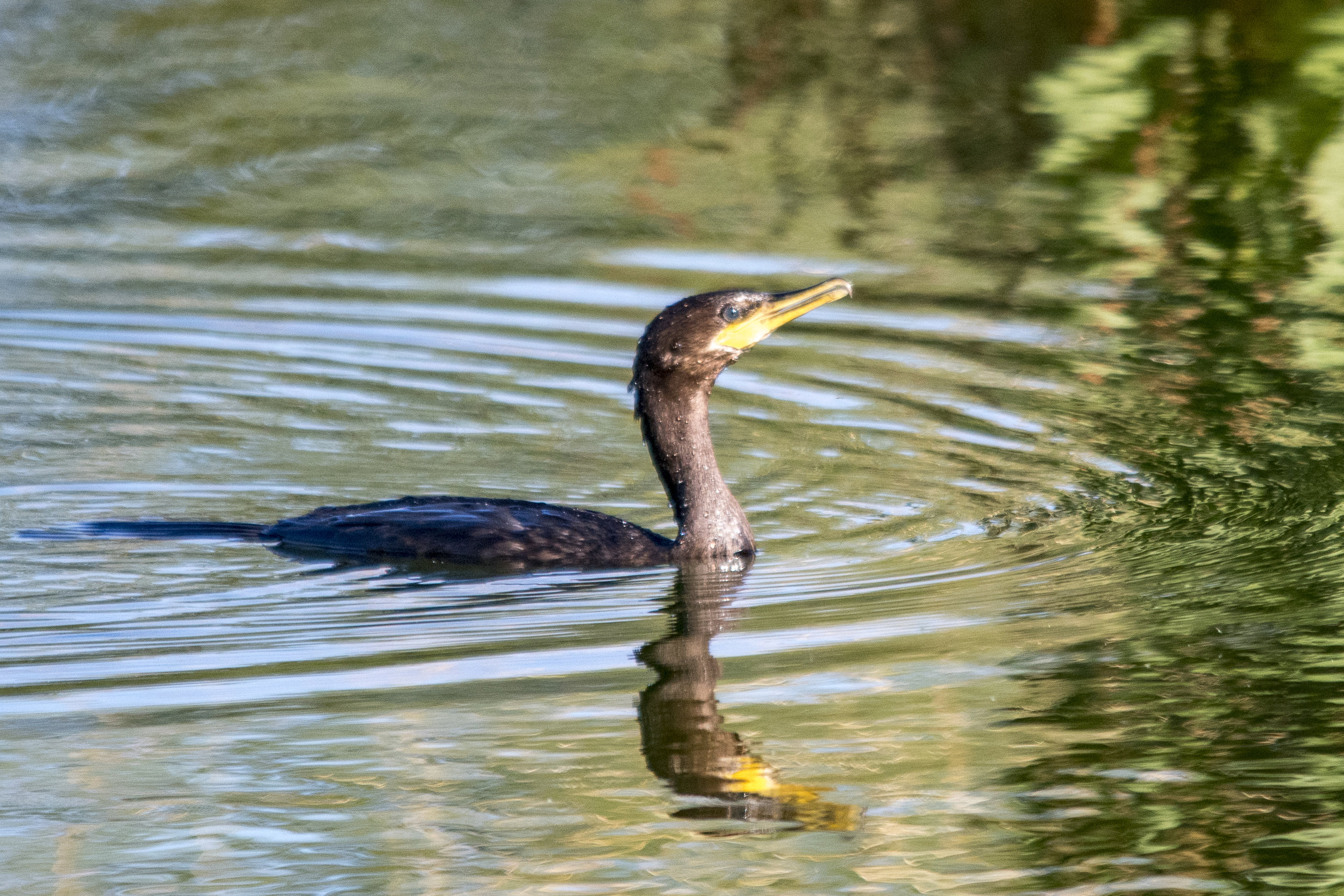 Neotropic Cormorant