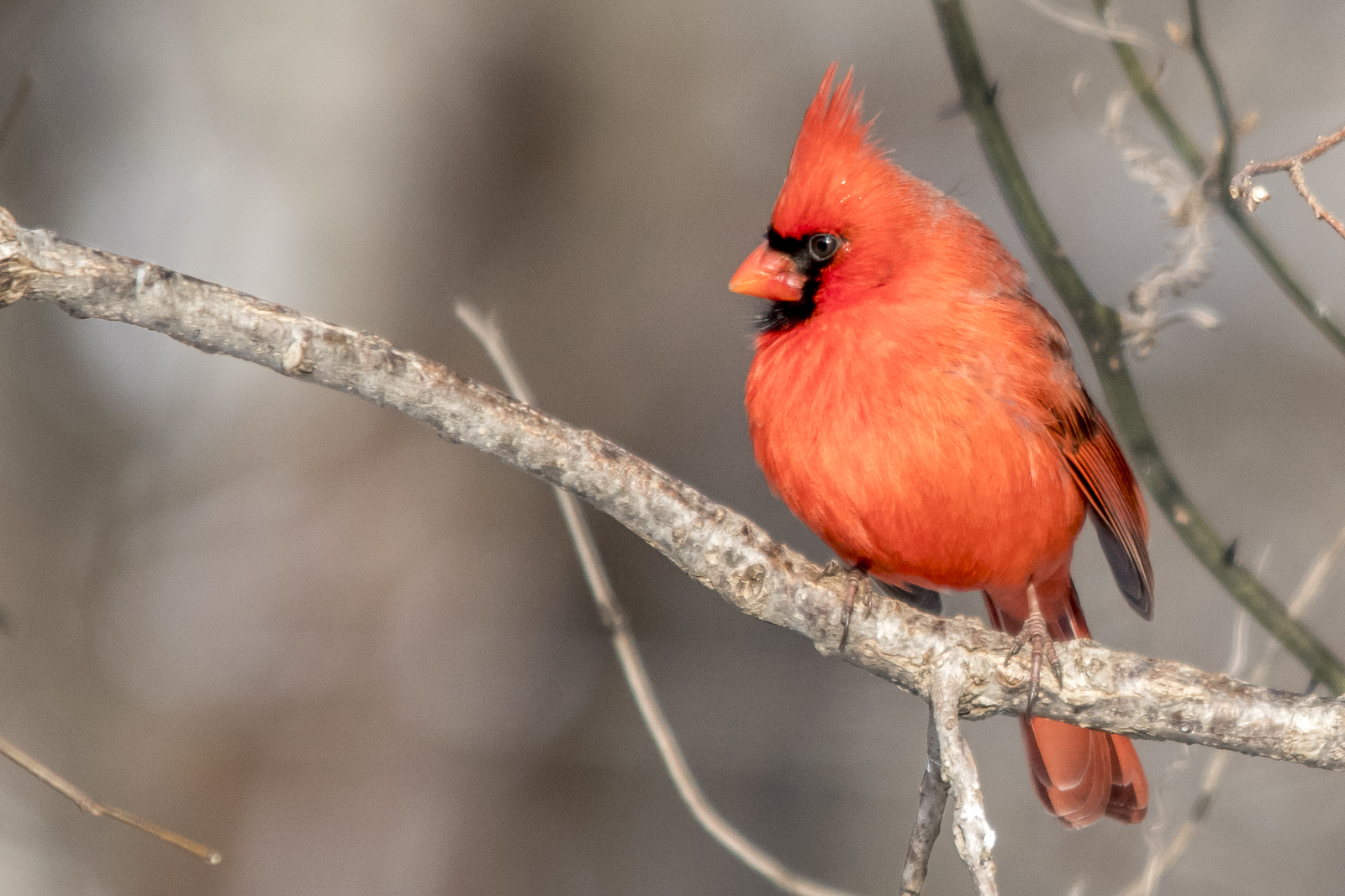 Northern Cardinal