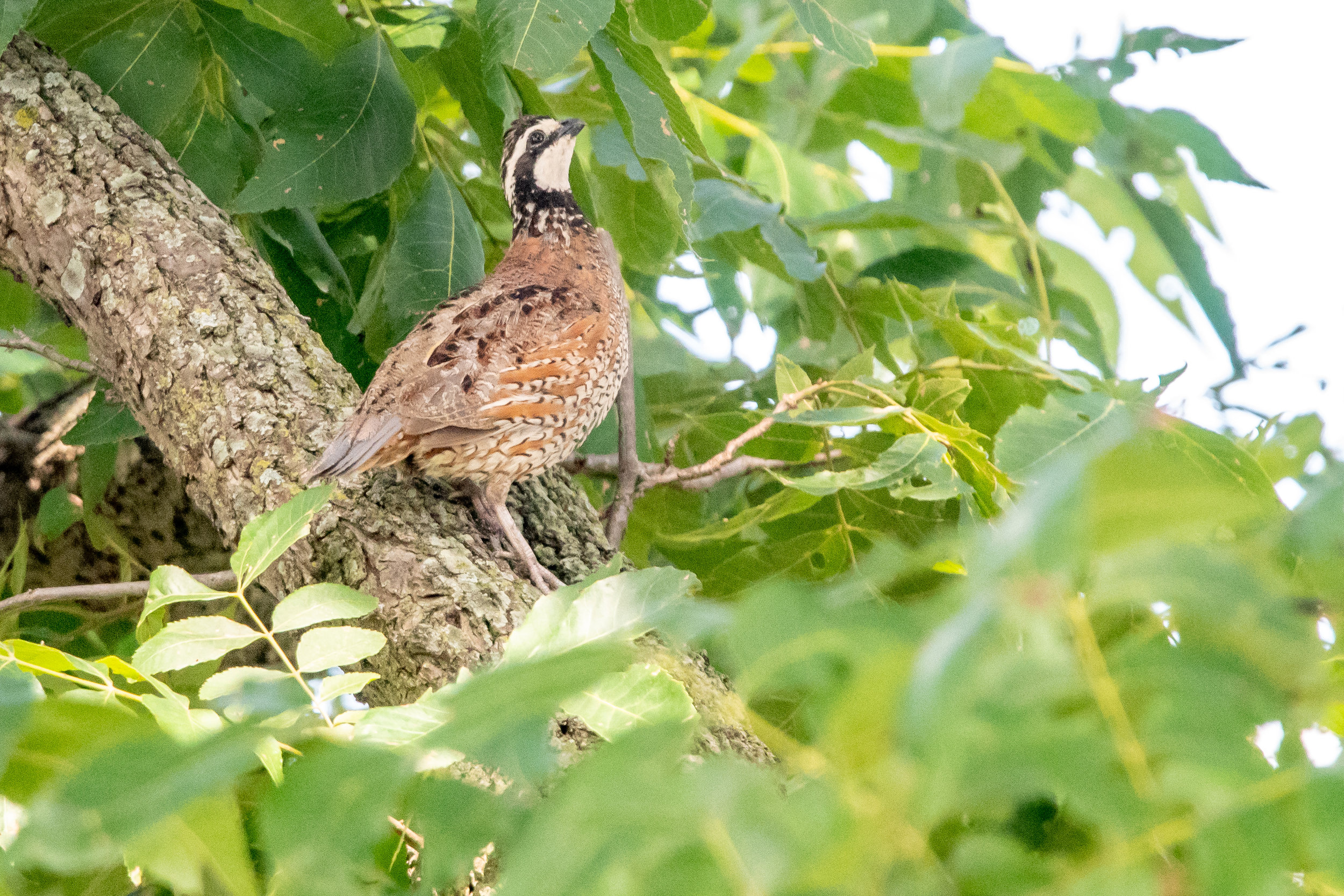 Northern Bobwhite