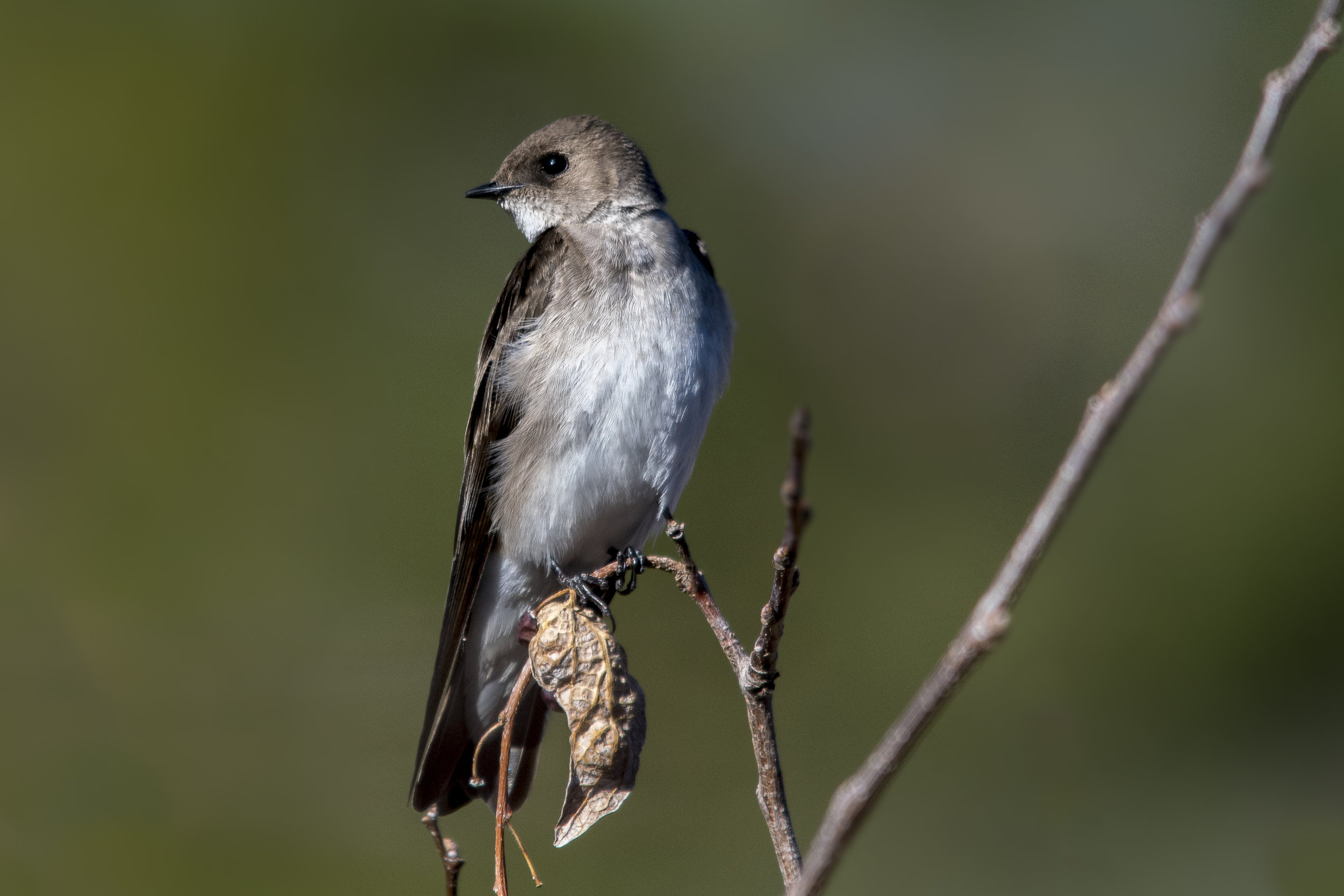 Northern Rough-winged Swallow