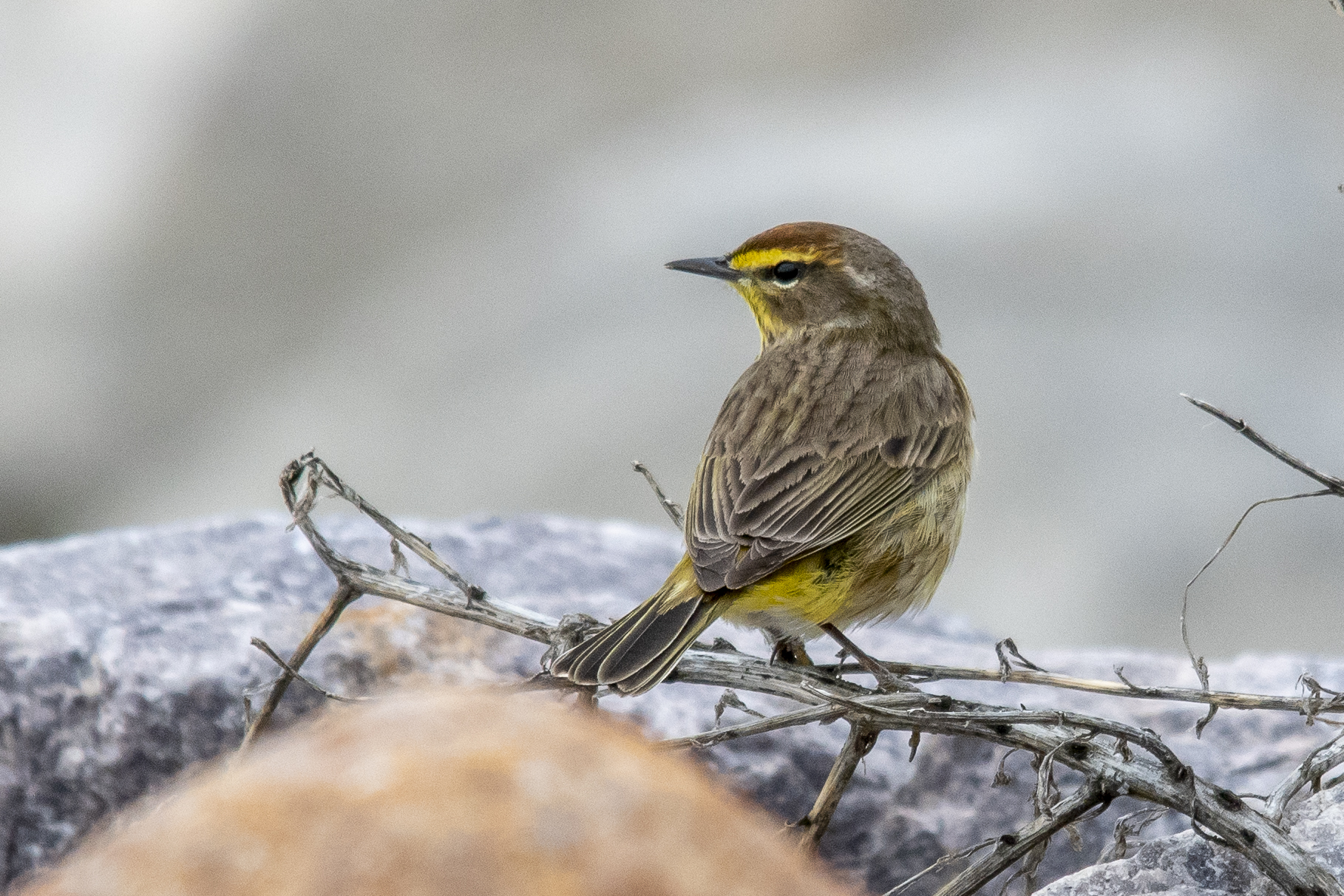 Palm Warbler