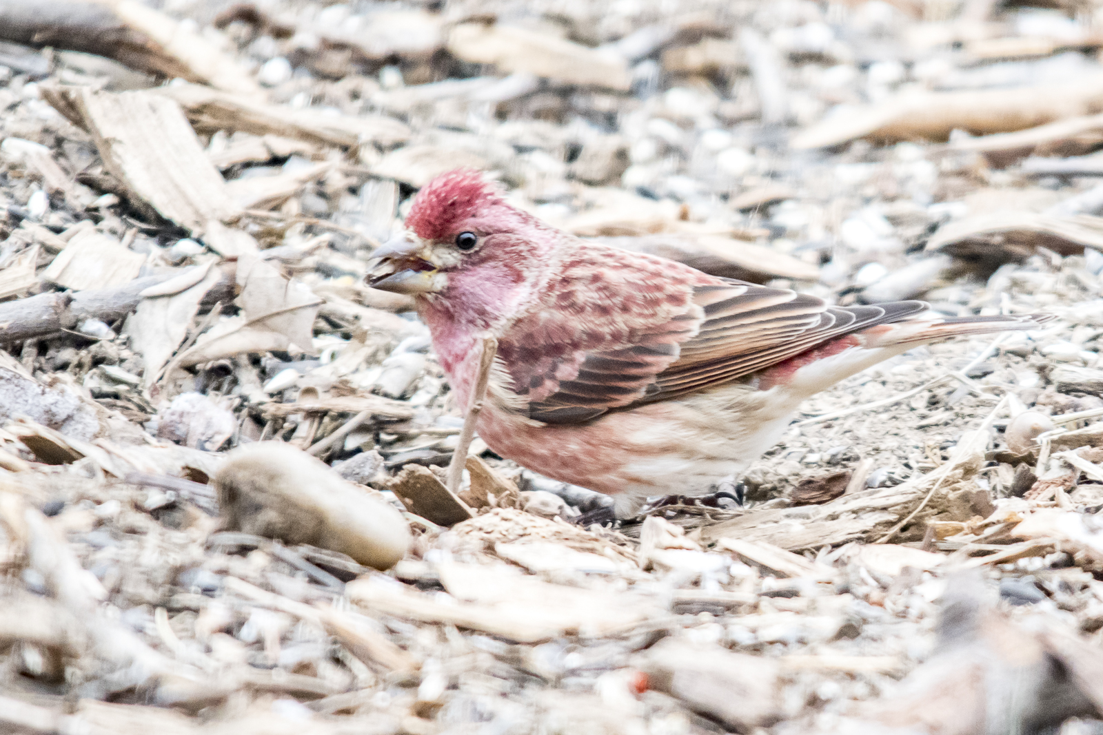 Purple Finch