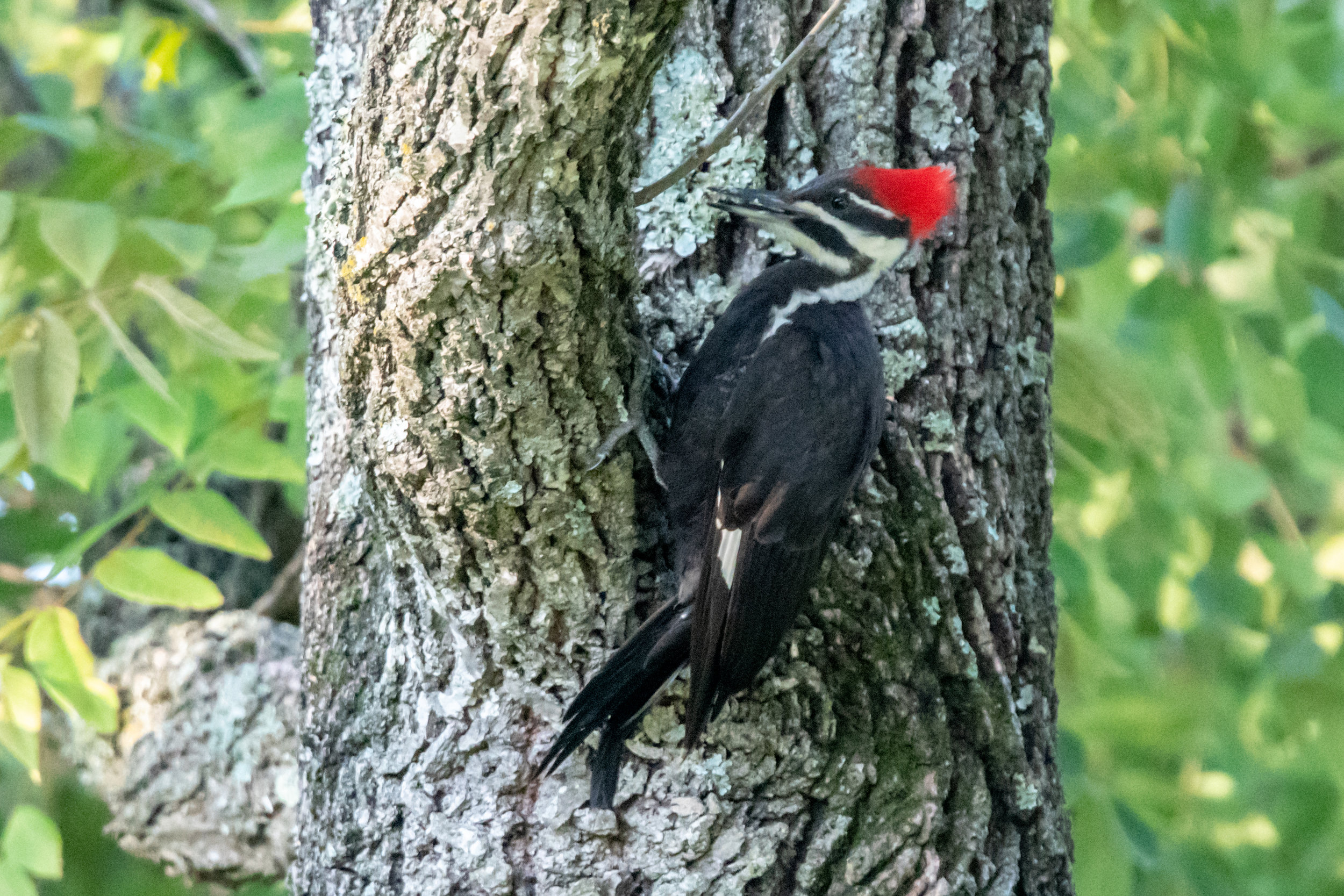 Pileated Woodpecker