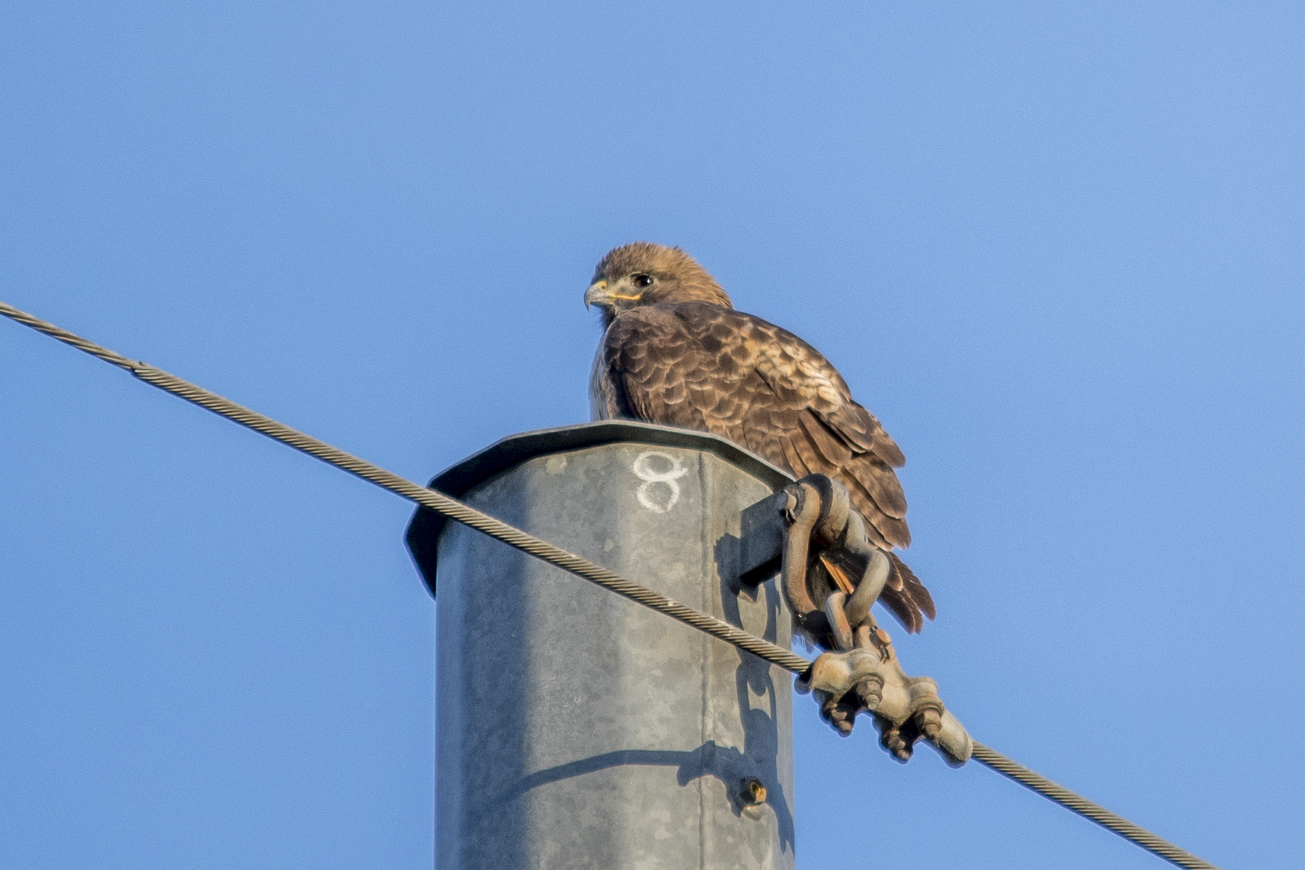 Red-tailed Hawk
