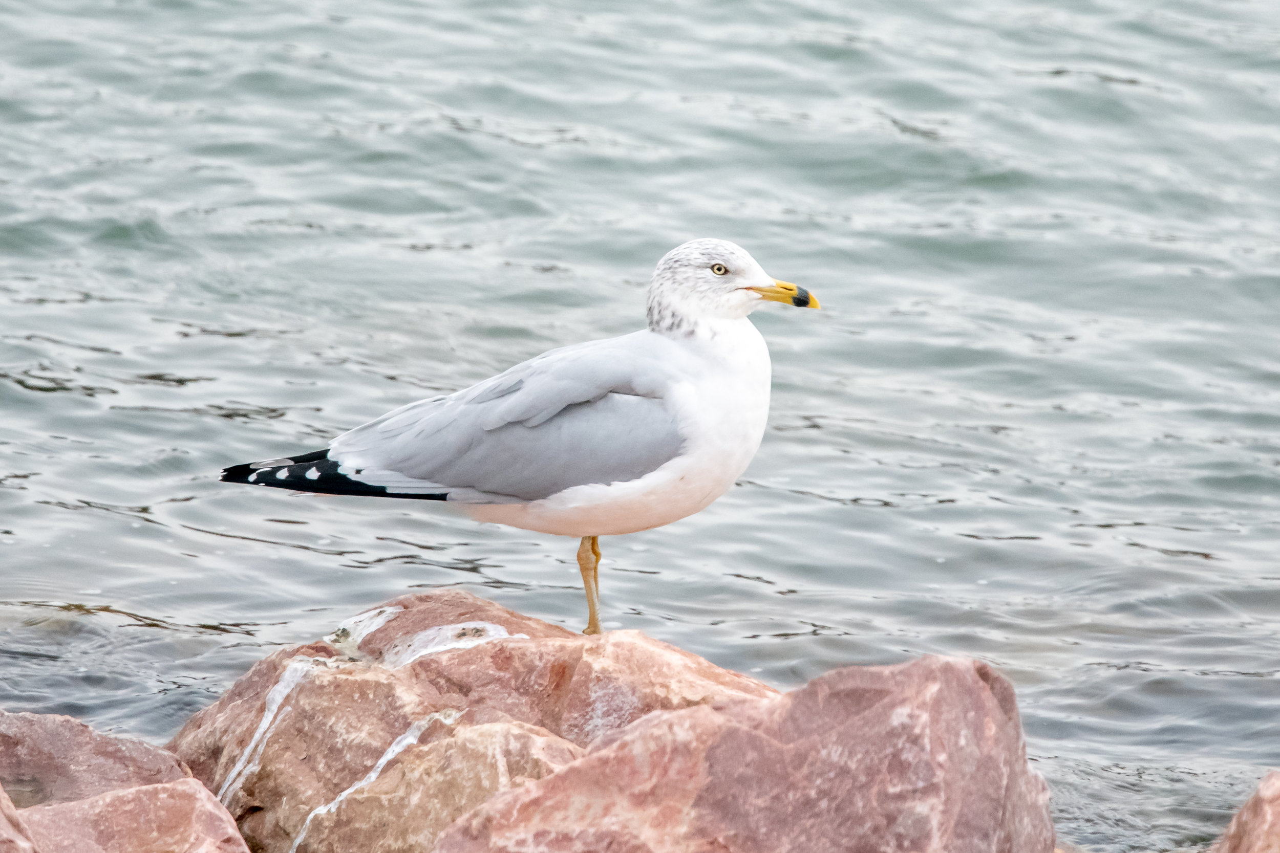 Ring-billed Gull