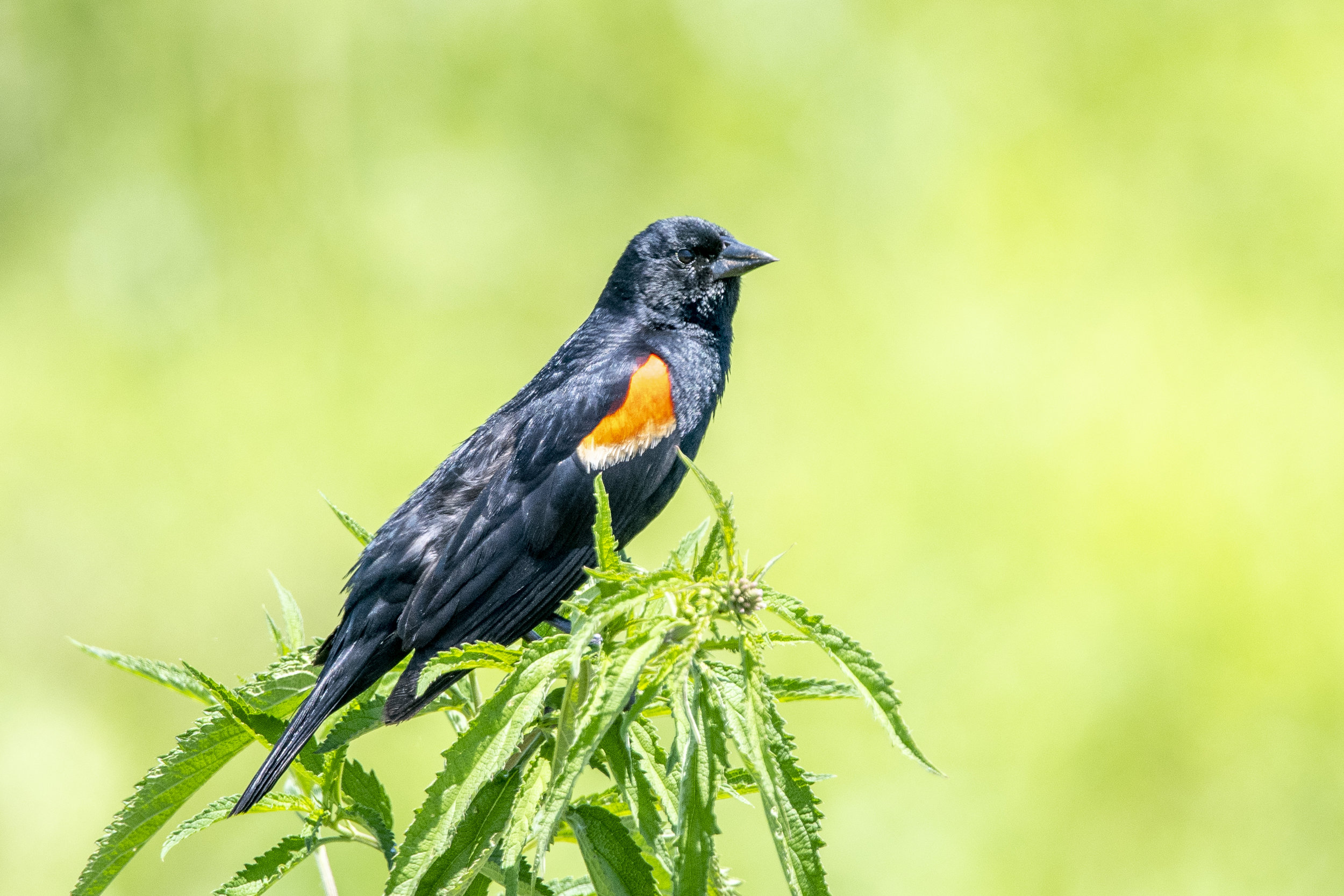Red-winged Blackbird