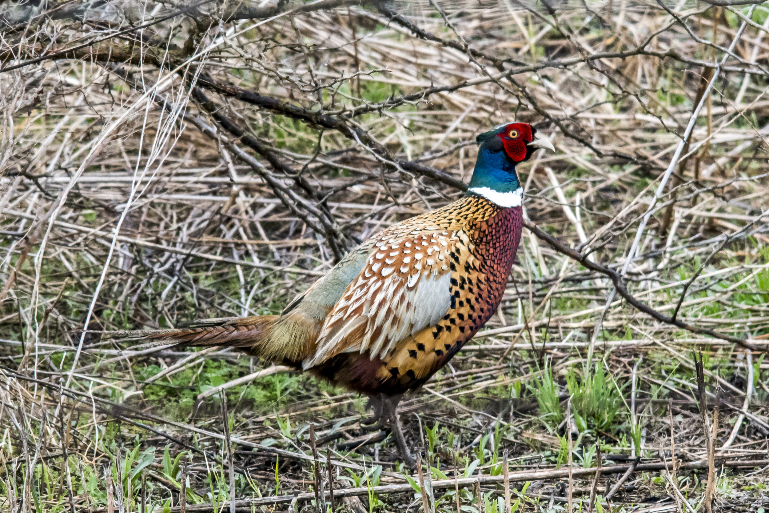 Ring-necked Pheasant