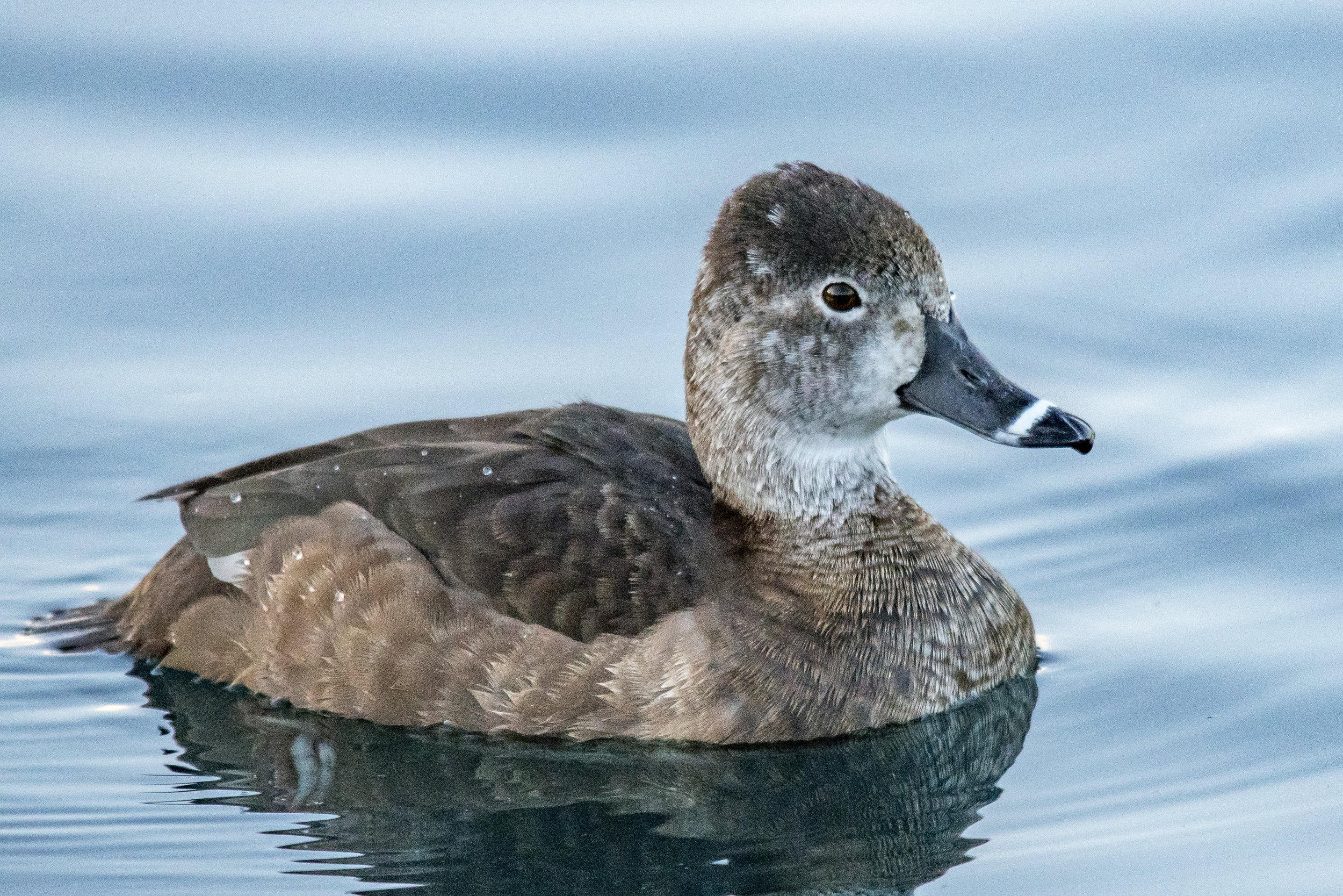 Ring-necked Duck