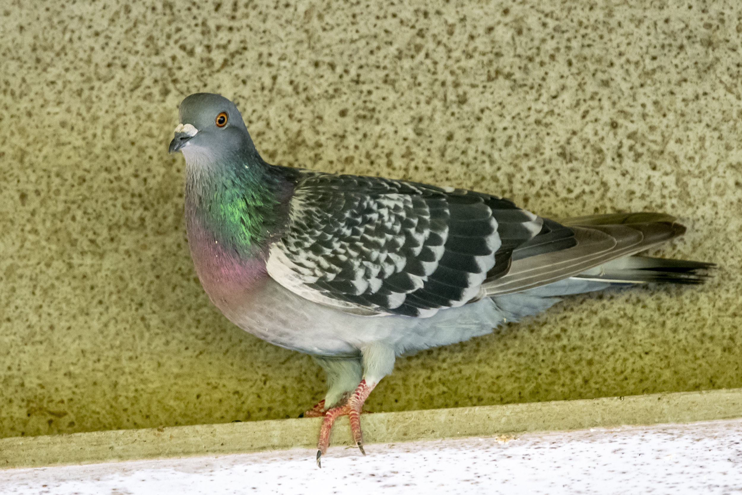 Rock Pigeon