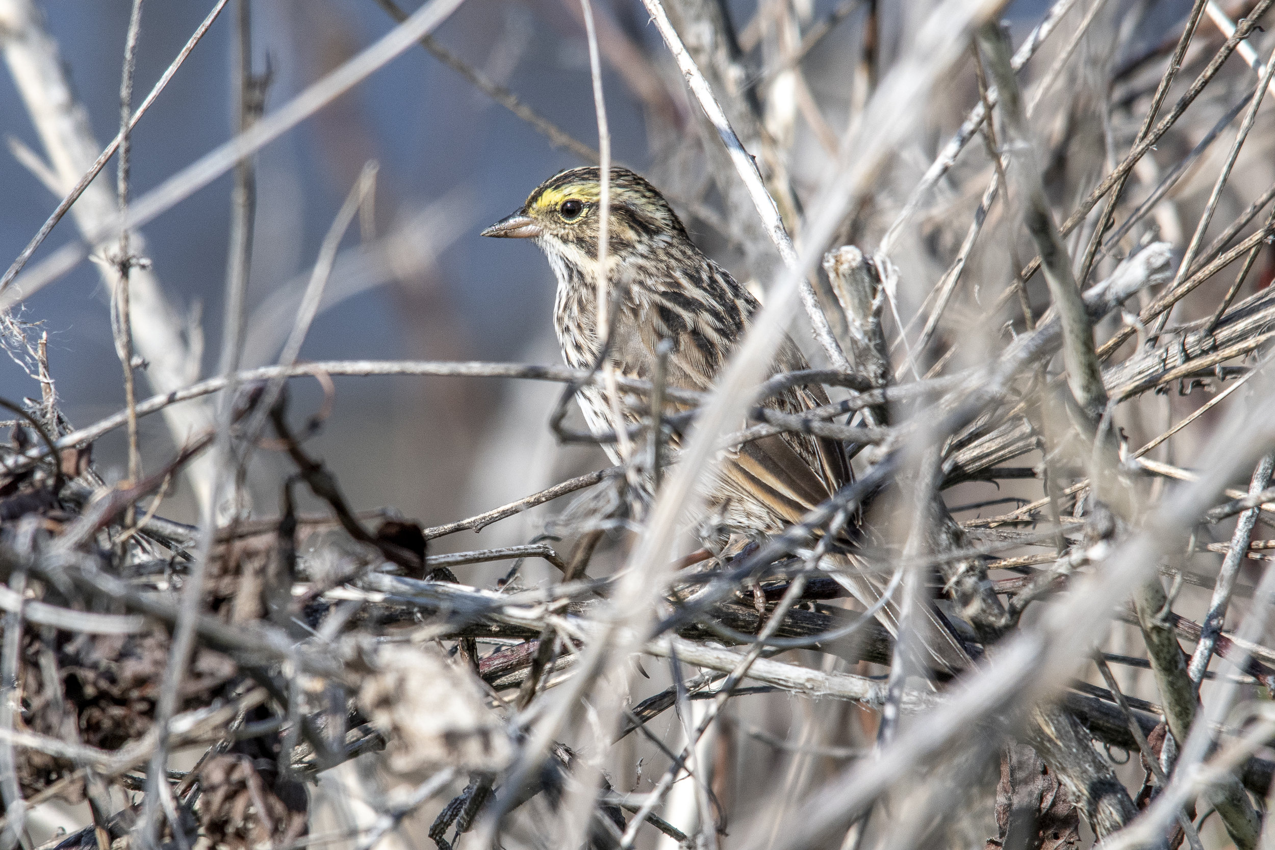 Savannah Sparrow