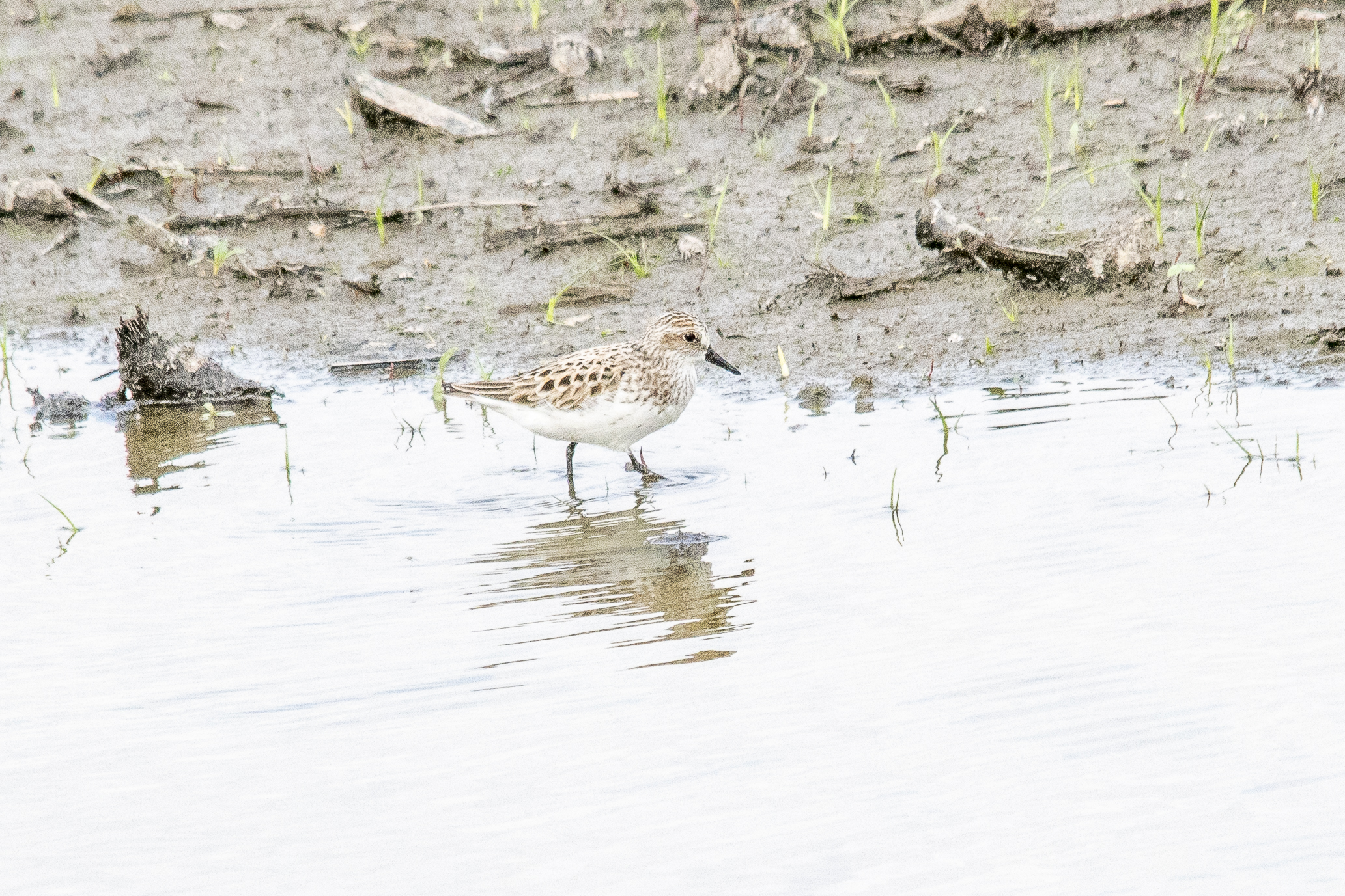 Semipalmated Sandpiper
