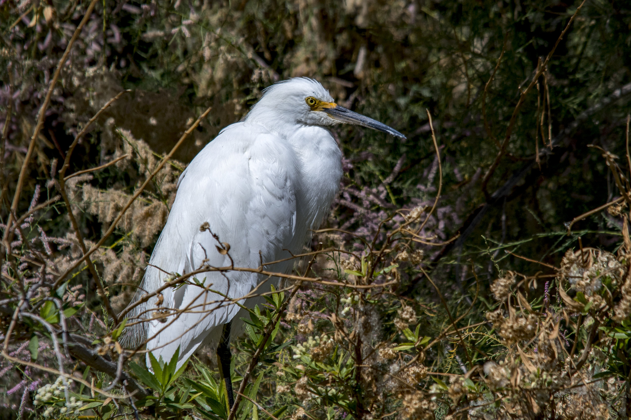 Snowy Egret