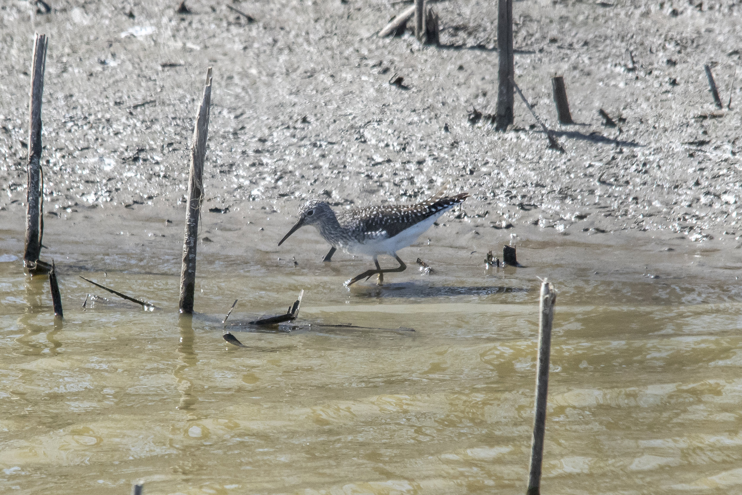 Solitary Sandpiper
