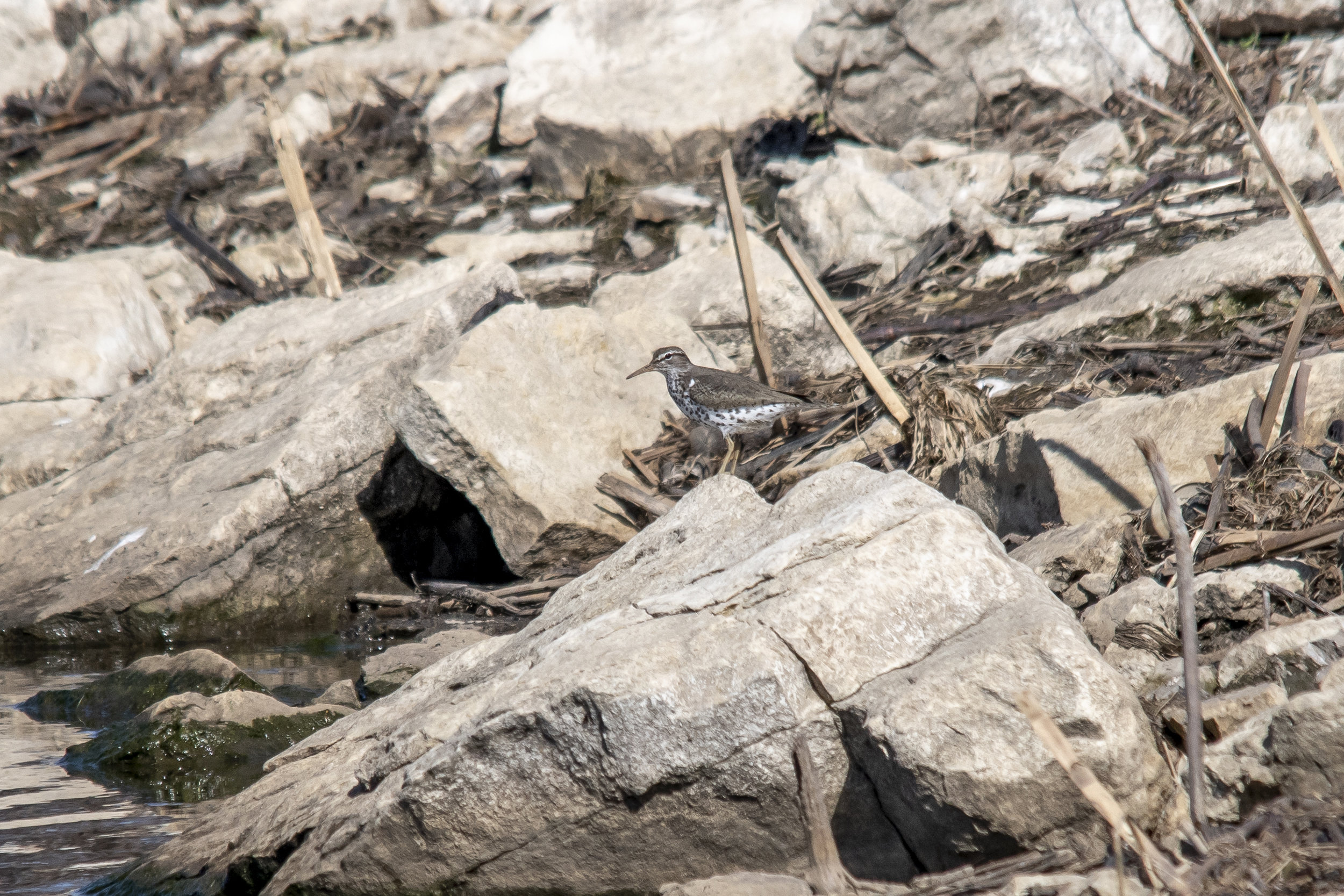Spotted Sandpiper