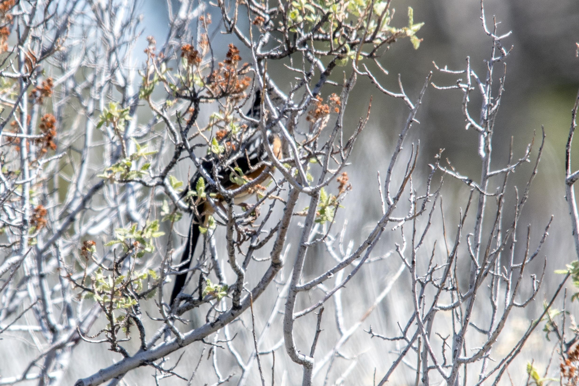 Spotted Towhee
