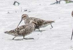Stilt Sandpiper