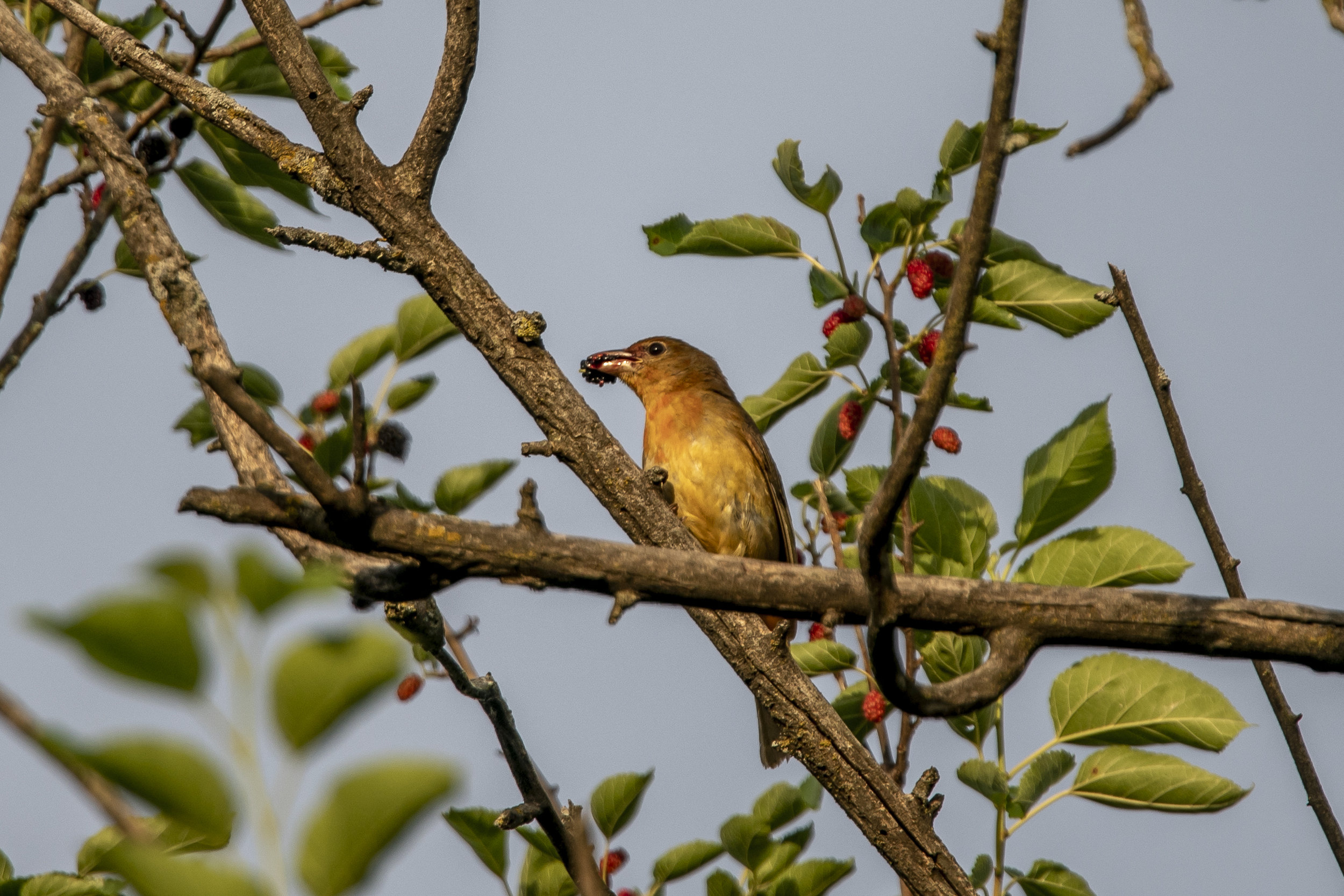 Summer Tanager