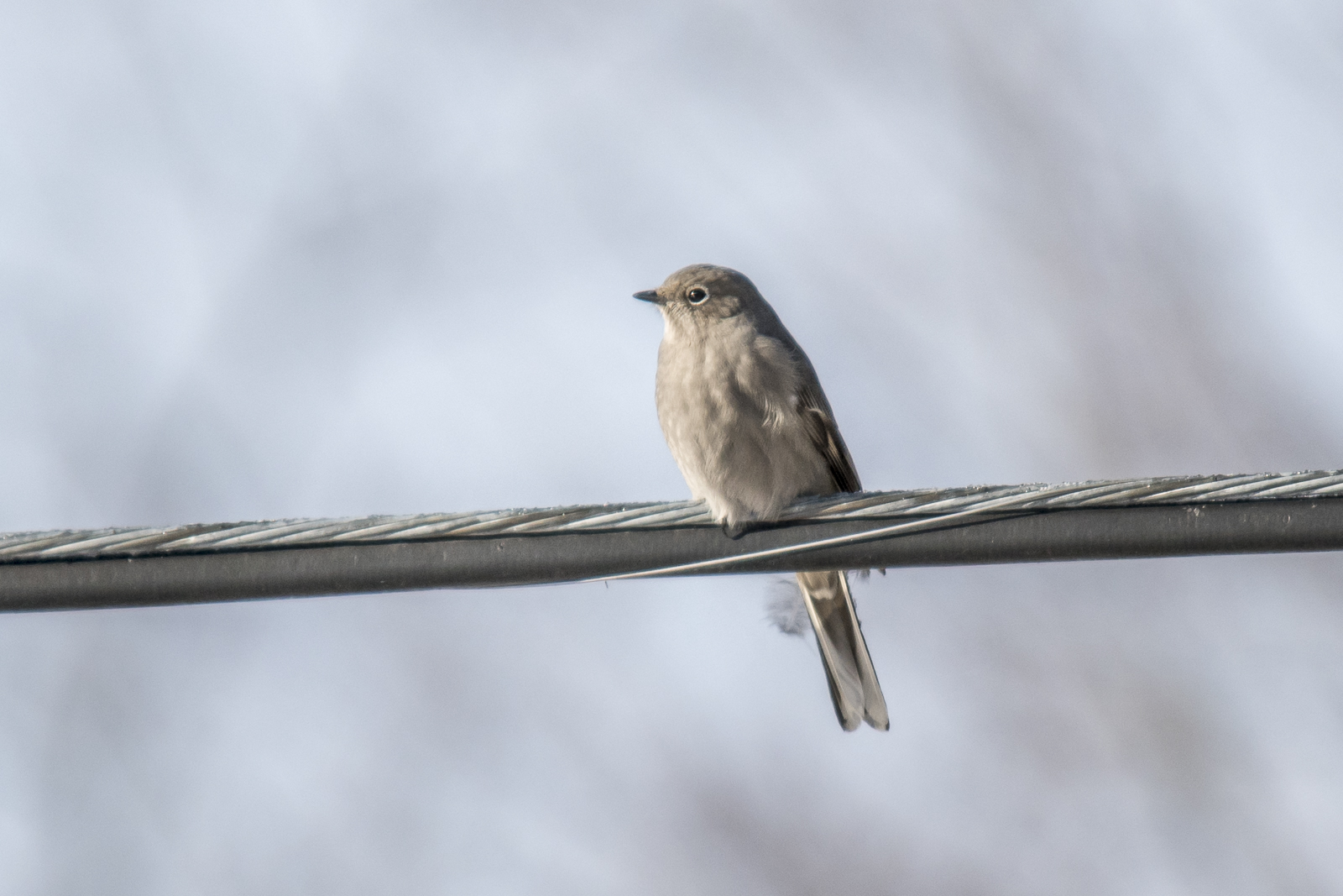 Townsend's Solitaire