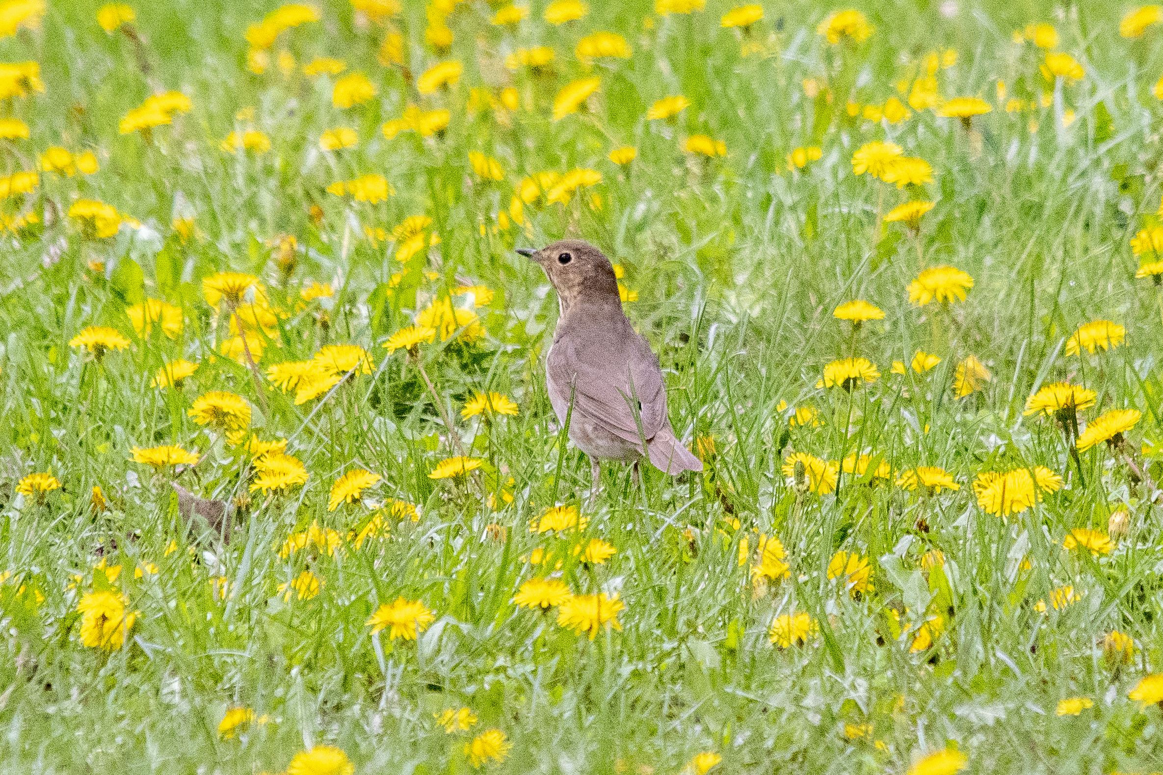 Swainson's Thrush
