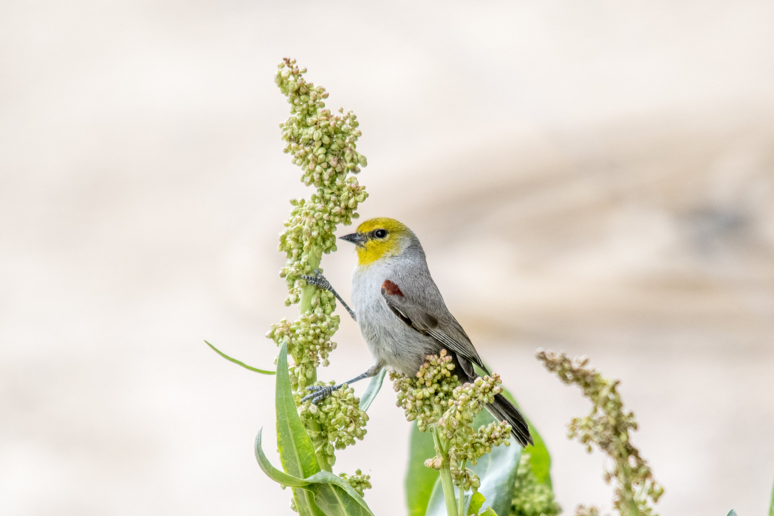 Verdin