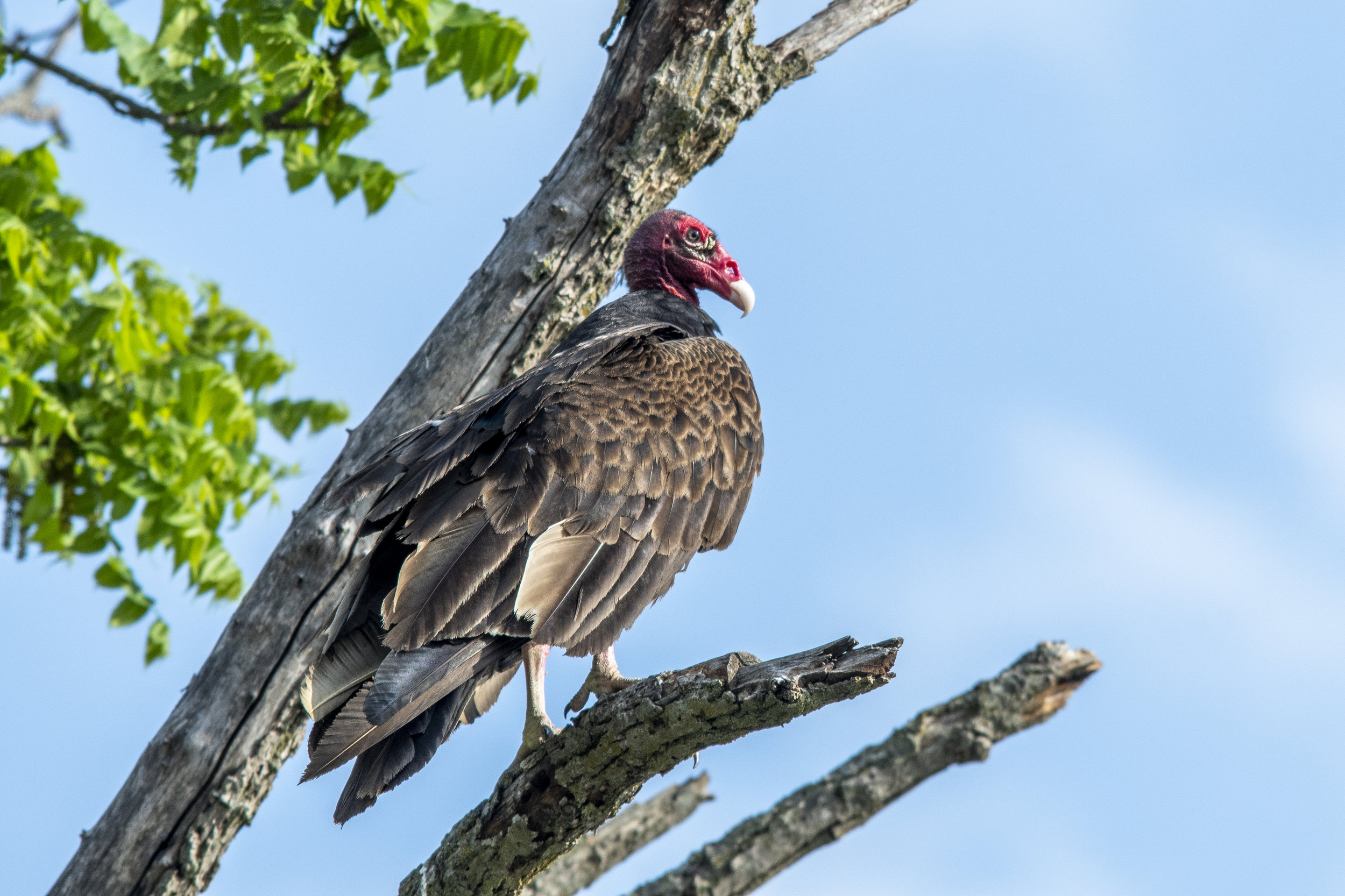 Turkey Vutlure