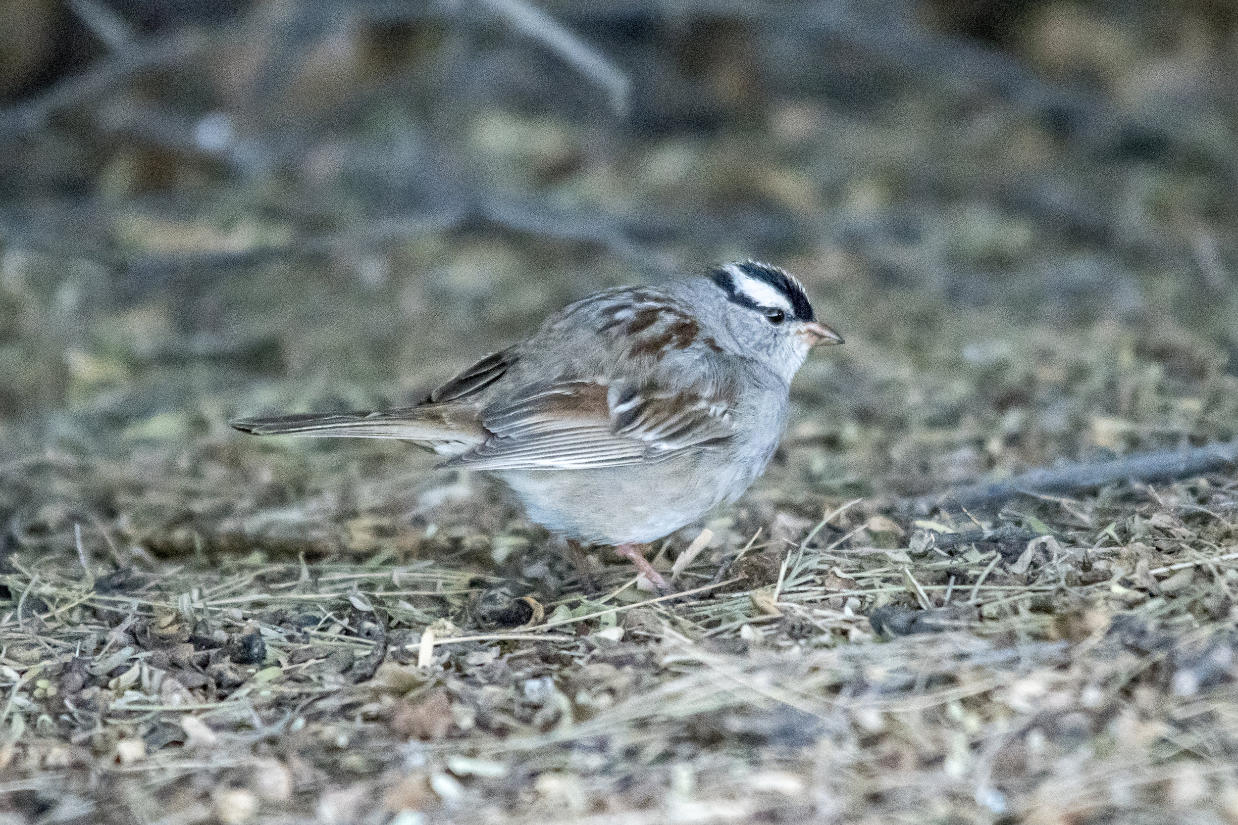 White-crowned Sparrow