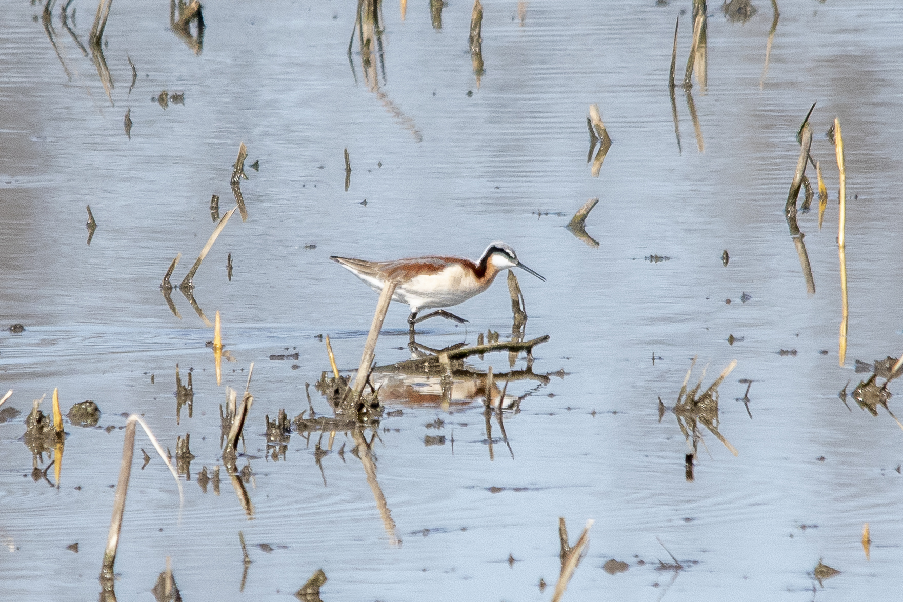 Wilson's Phalarope