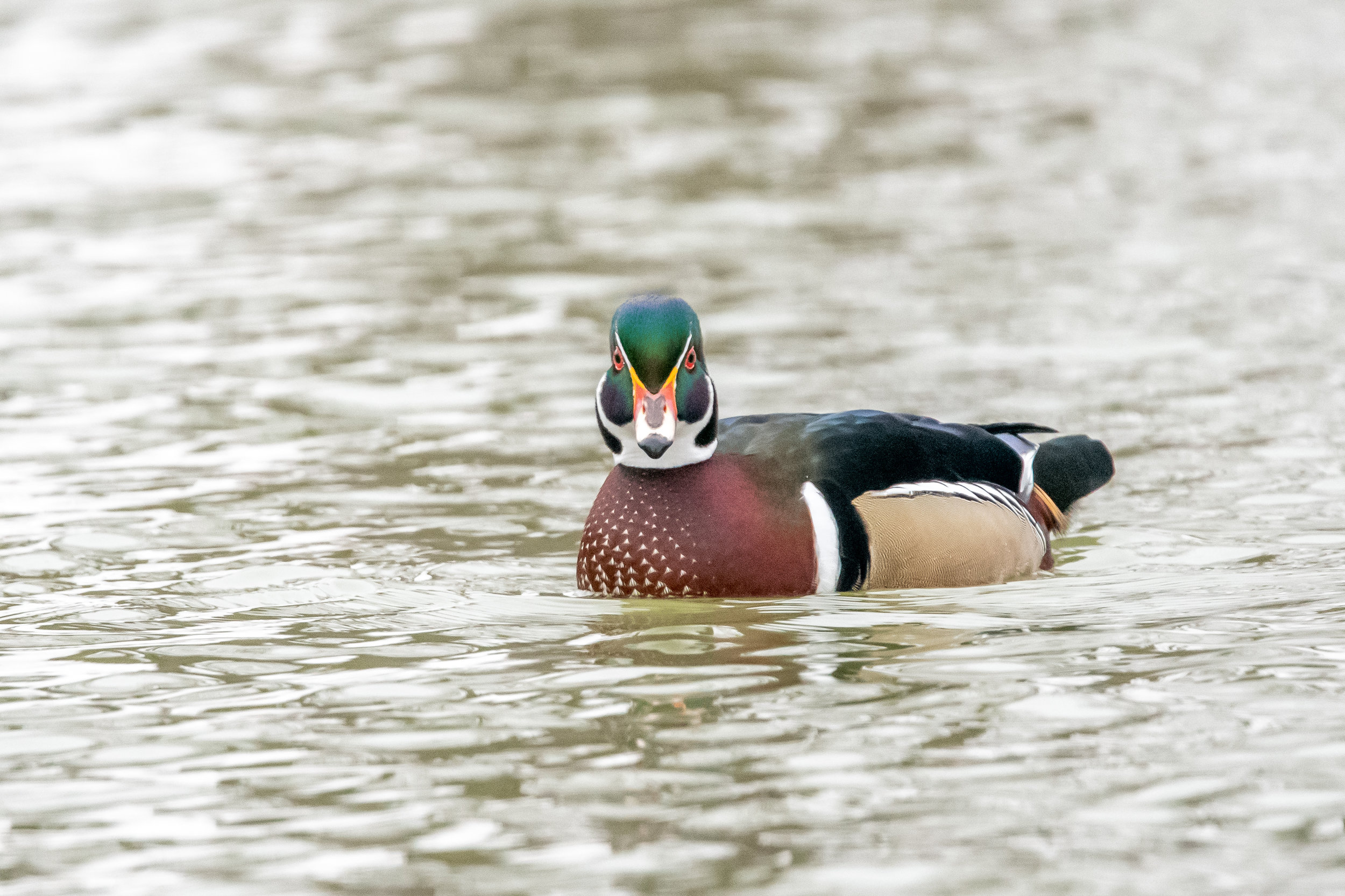 Wood Duck