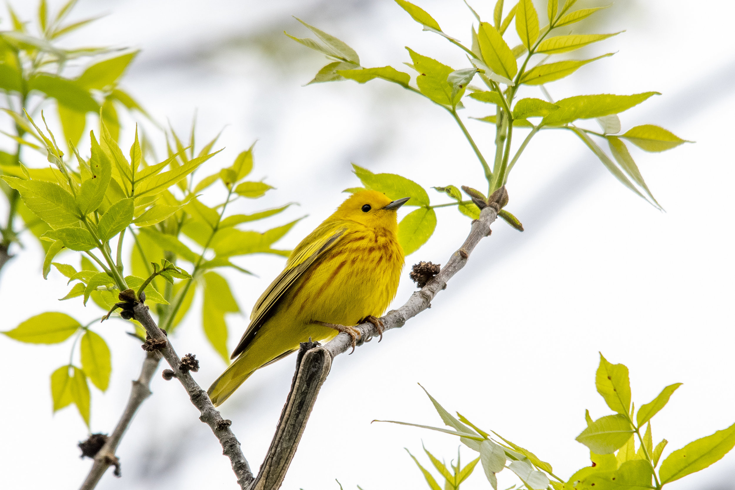 Yellow Warbler