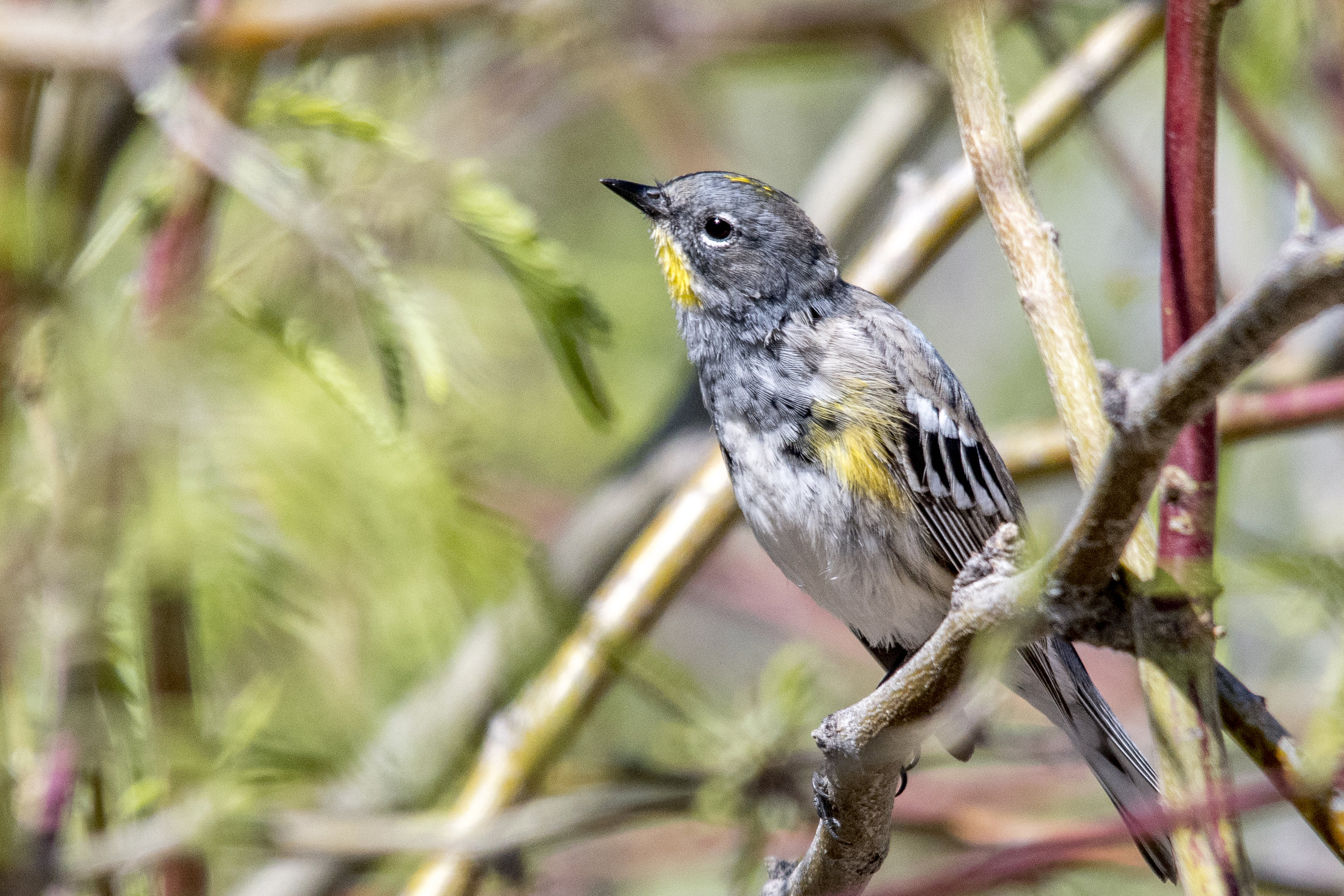 Yellow-rumped Warbler