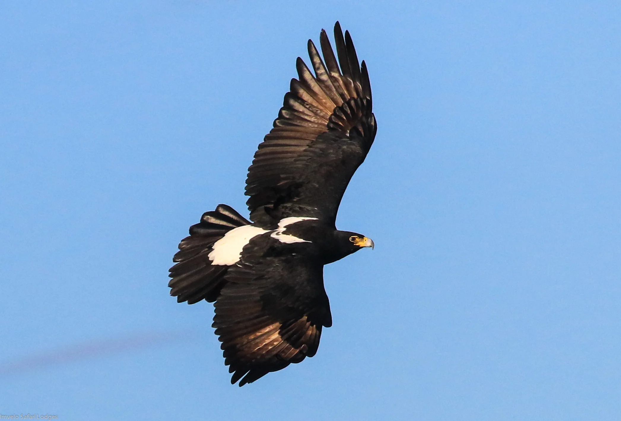 28b - Imvelo Safari Lodges - Little Gorges - Verreaux_s Eagles.jpg