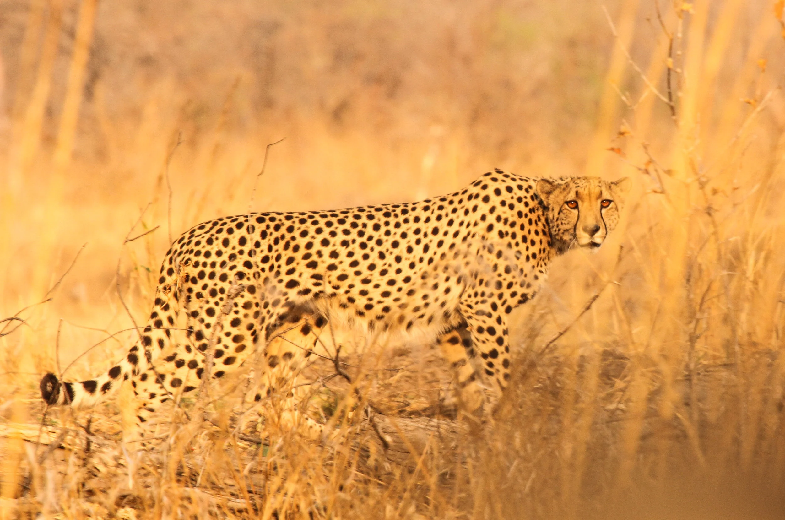 30. Imvelo Safari Lodges - Zambezi Sands - Cheetah.jpg