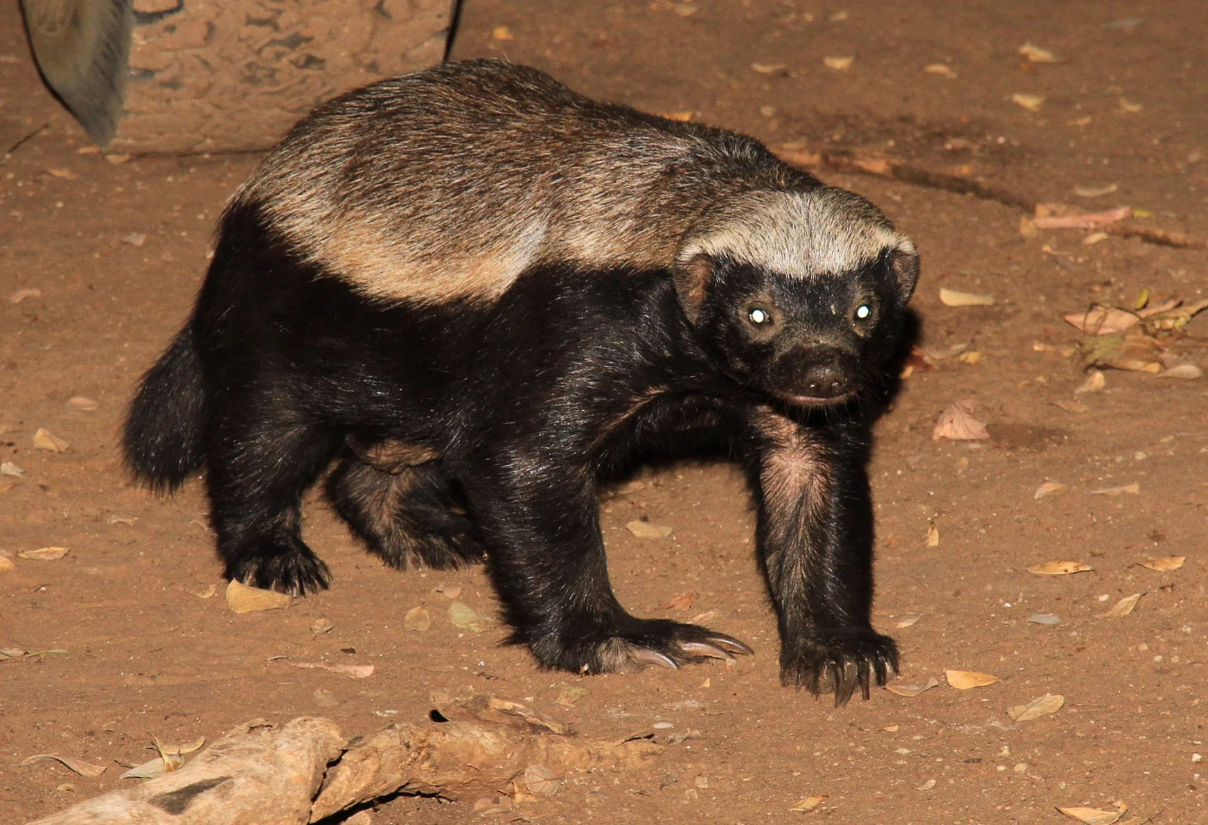 31c - Imvelo Safari Lodges - Zam Sands - Honey Badgers in the kitchen.jpg