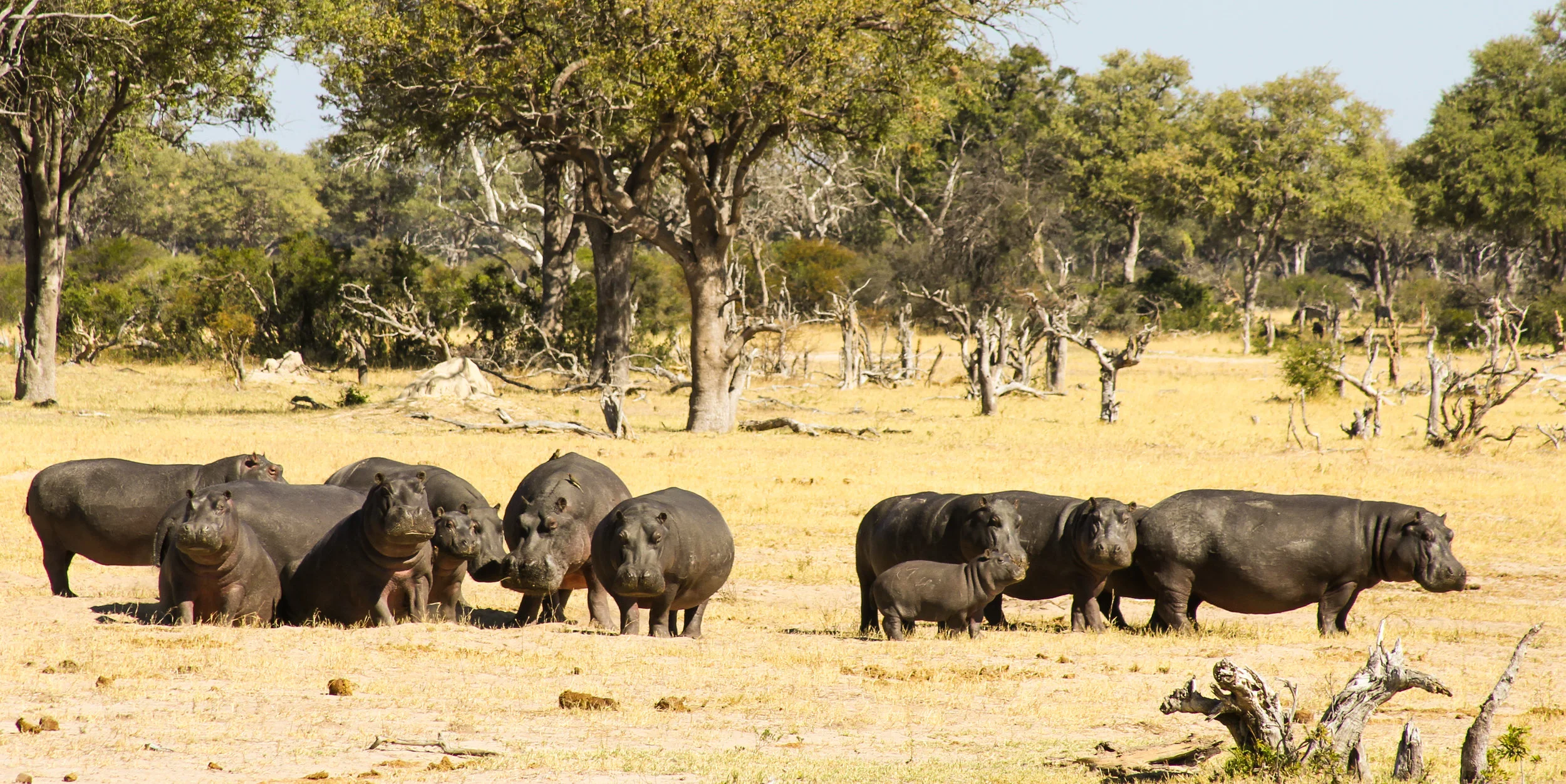 31d. Imvelo Safari Lodges - Zambezi Sands - Game viewing activities.jpg