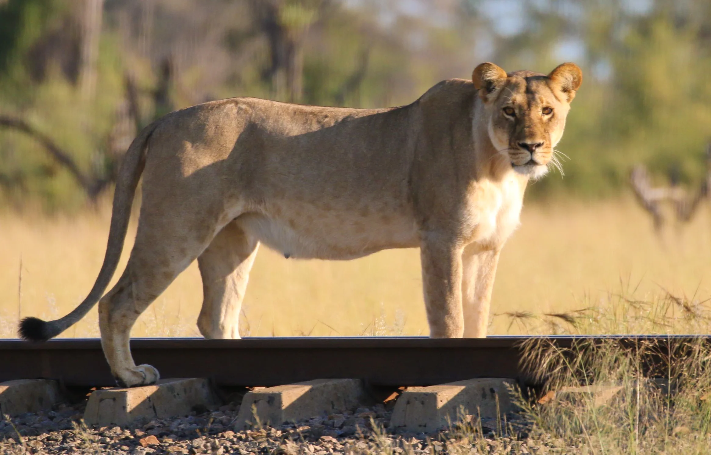 38a. Imvelo Safari Lodges - Bomani Tented Lodge - Thanks Chris Lubbe.jpg