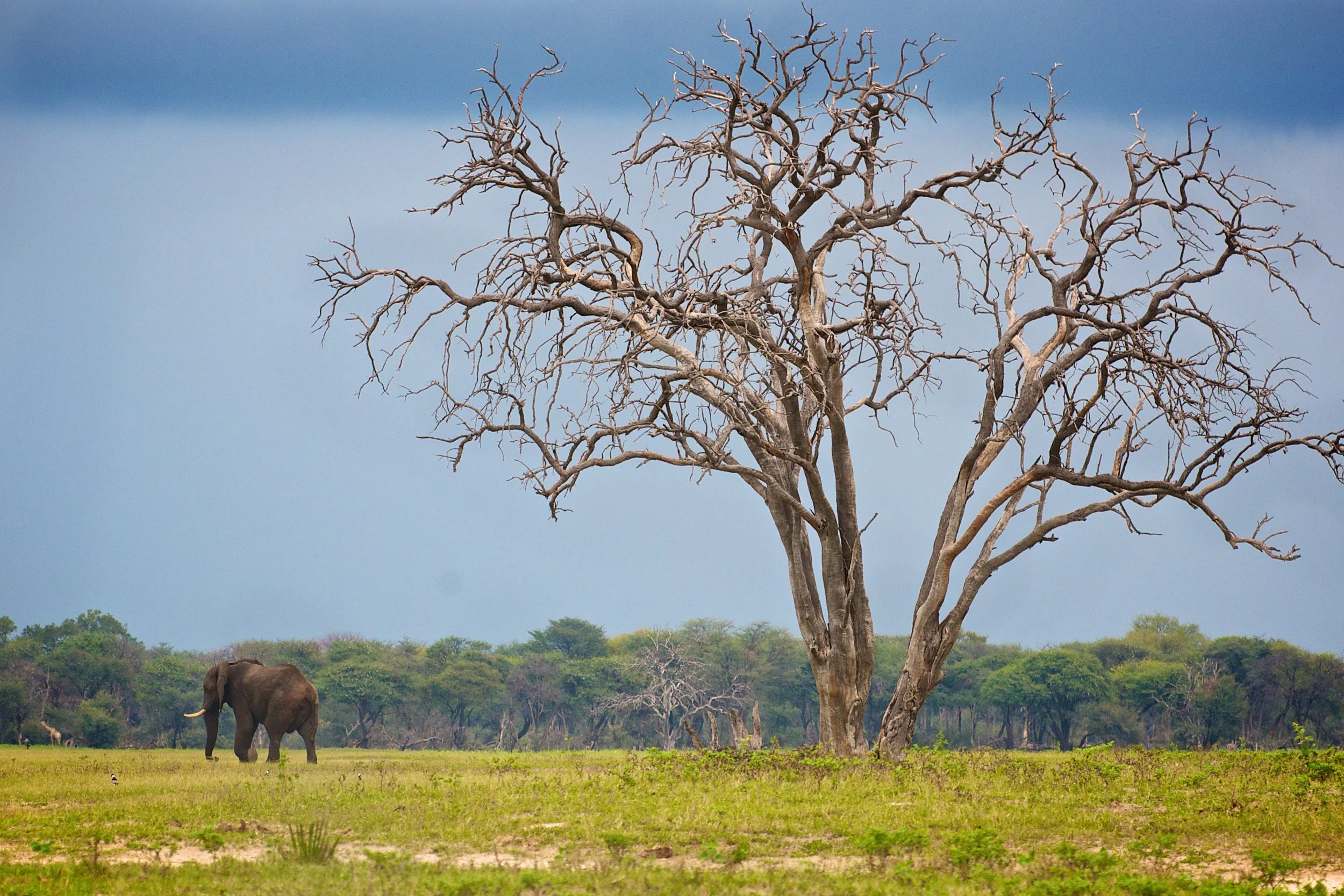 44. Imvelo Safari Lodges - Bomani Tented Lodge - A lonely elephant wanders the plains.jpg