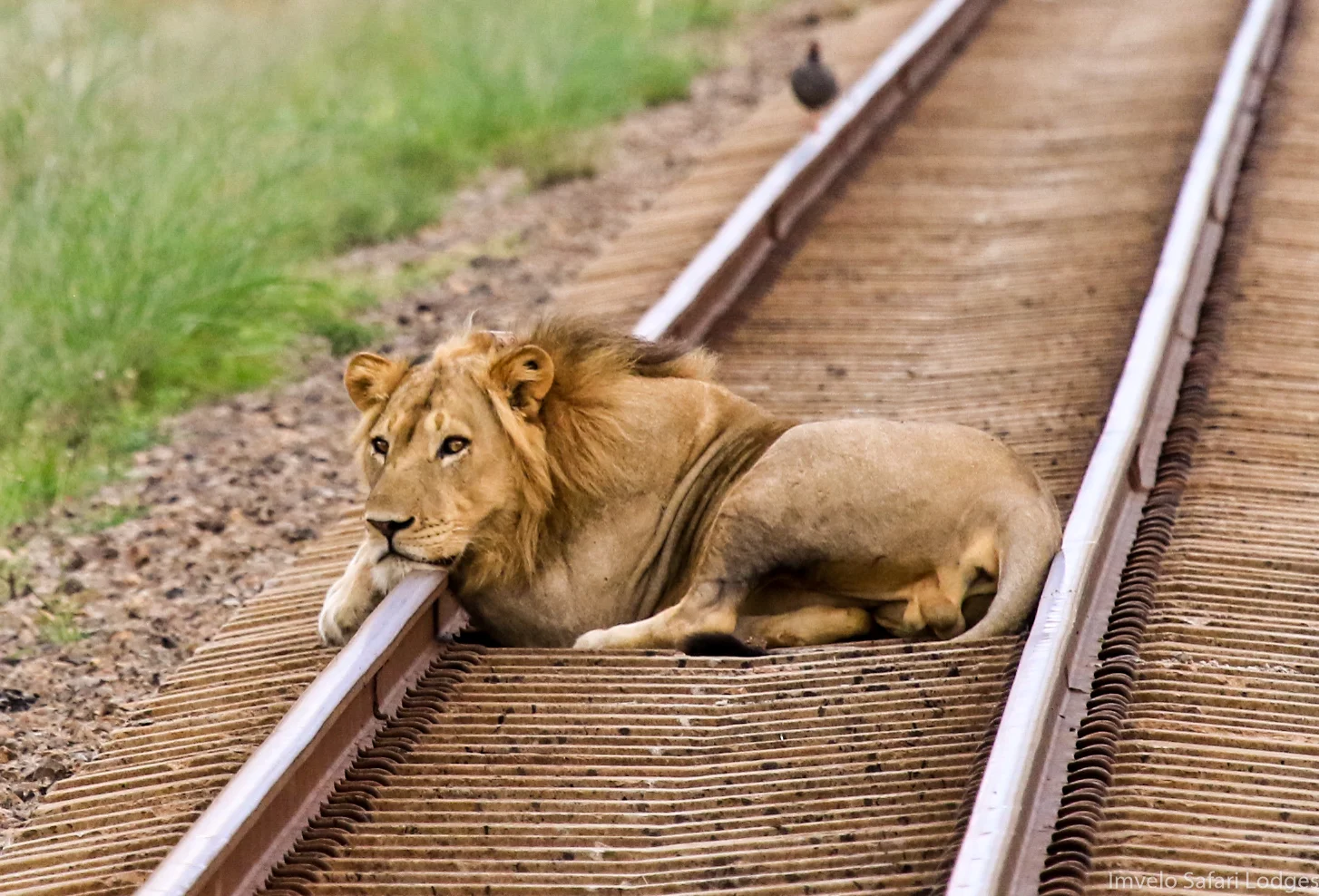 52f - Imvelo Safari Lodges - The Elephant Express - Nqwele on the railway line at Ngamo.jpg